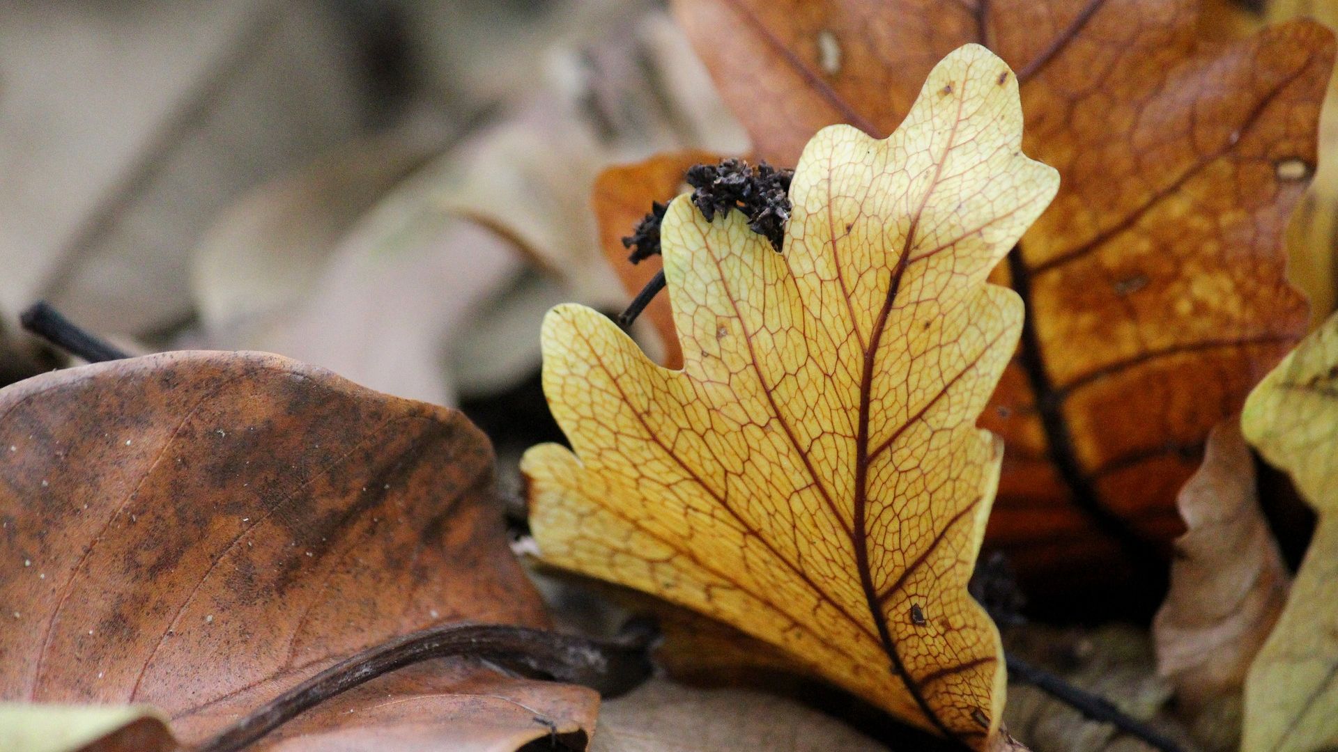 Wallpaper Autumn, leaf, fall, close up