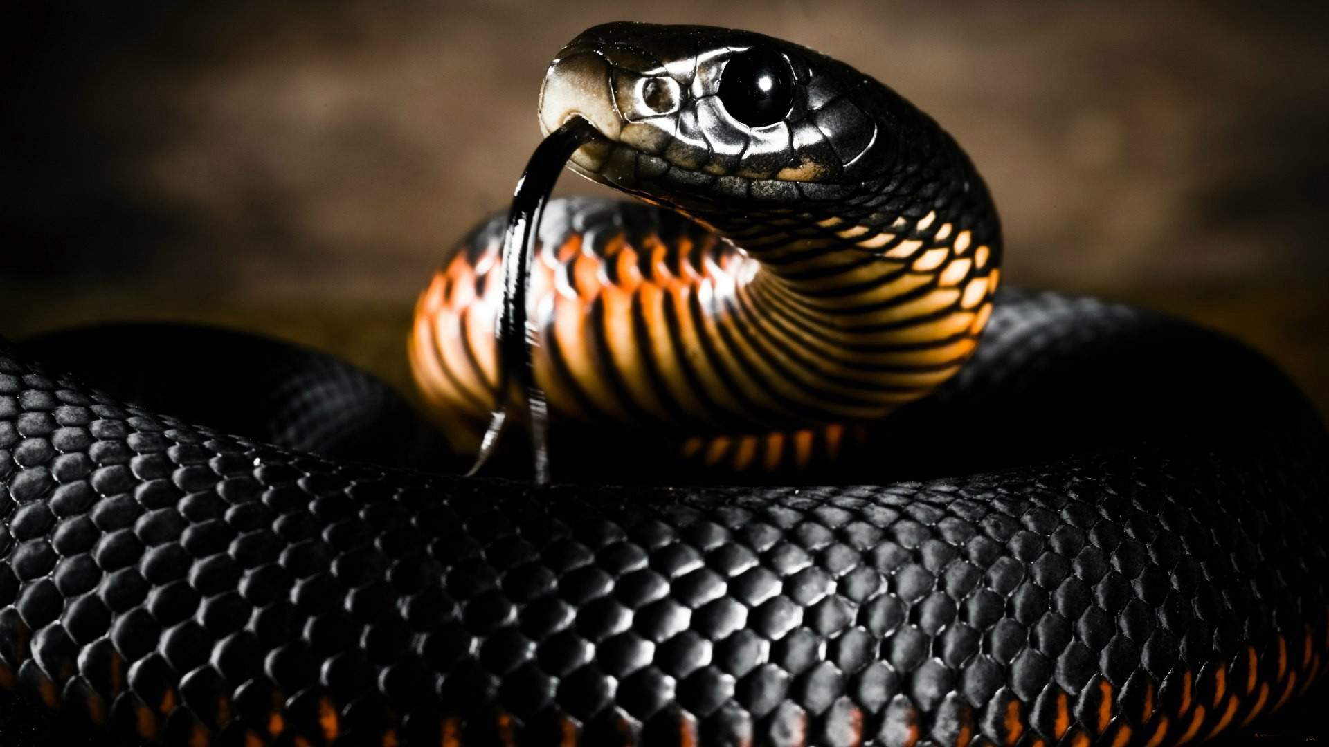 Wallpaper Wild black snake