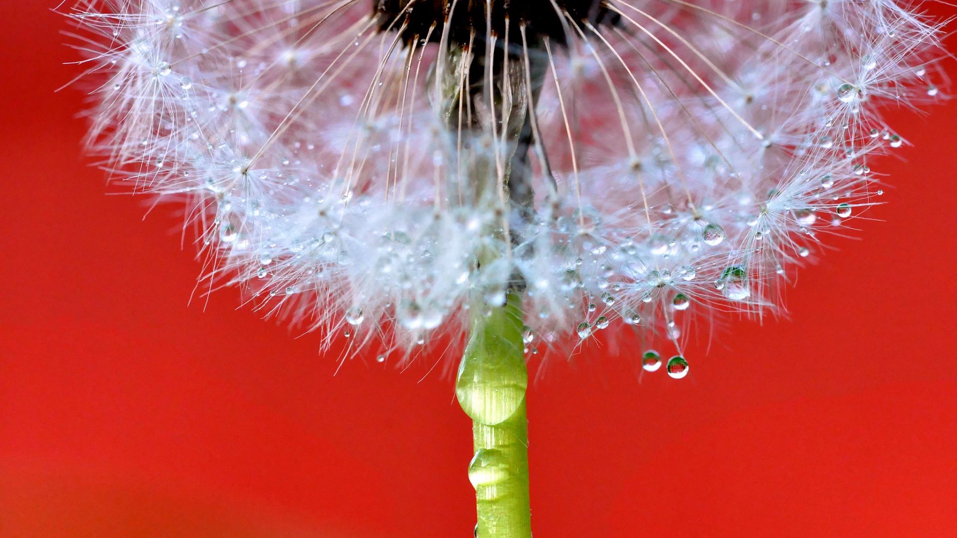 Wallpaper Dandelion flower, close up, water drops, drops