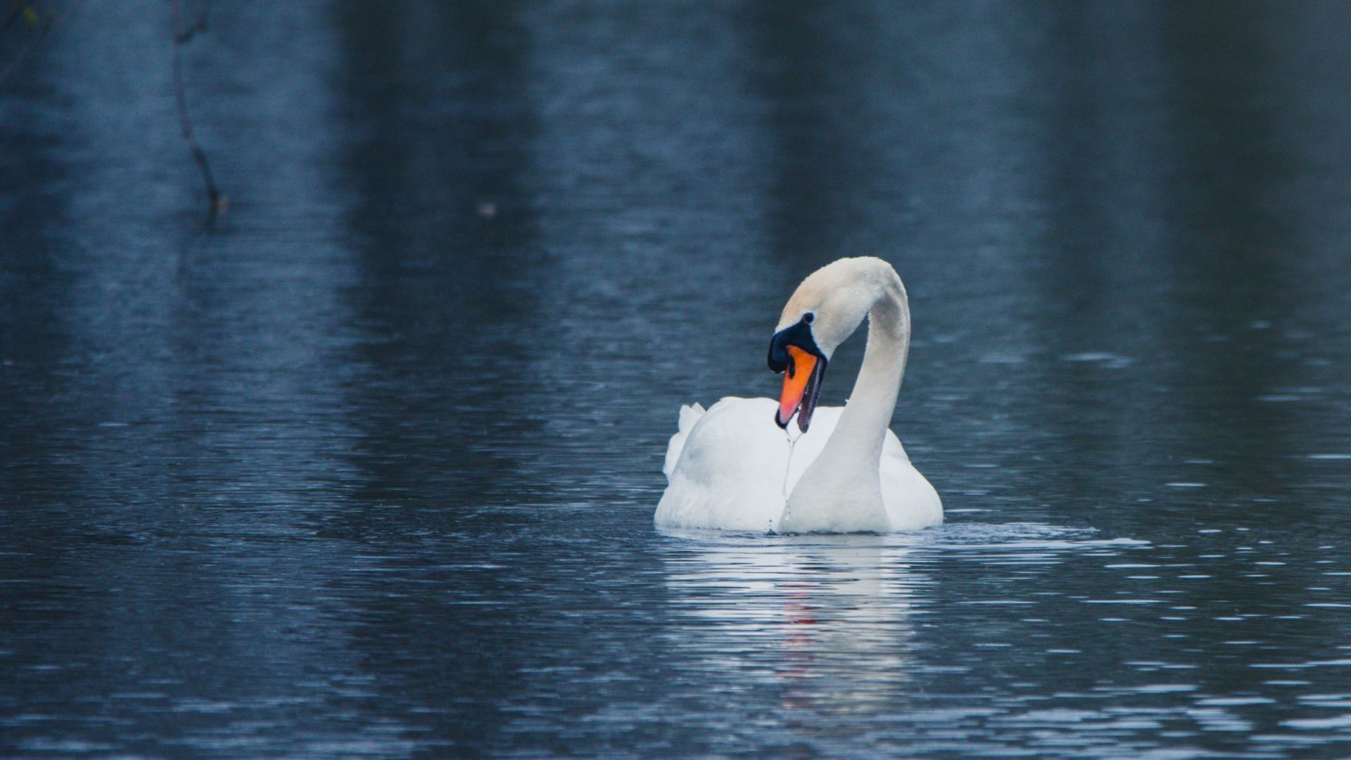 Wallpaper Swan, calm, lake, white bird, swim