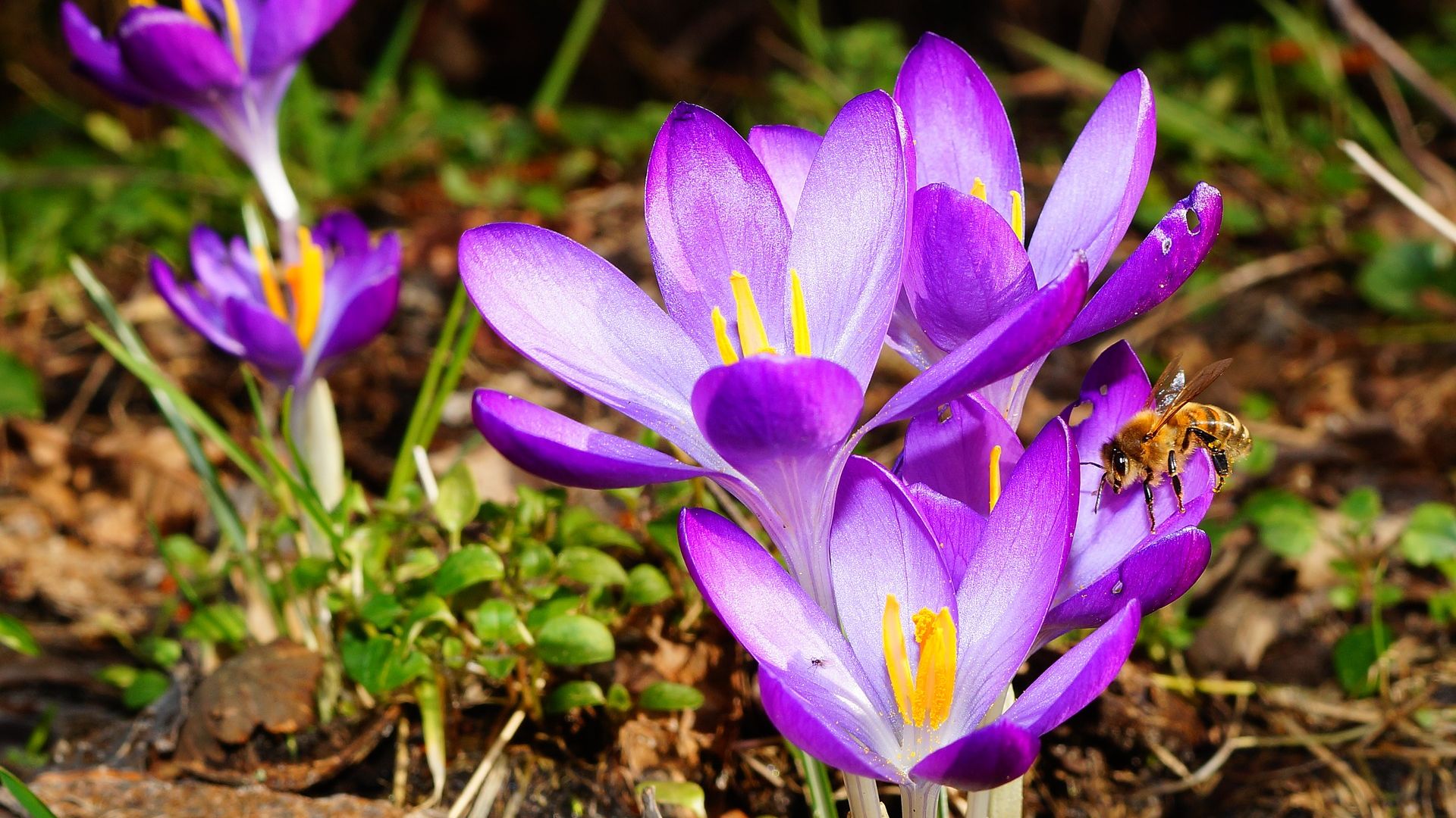 Wallpaper Spring, crocus flower, purple flower