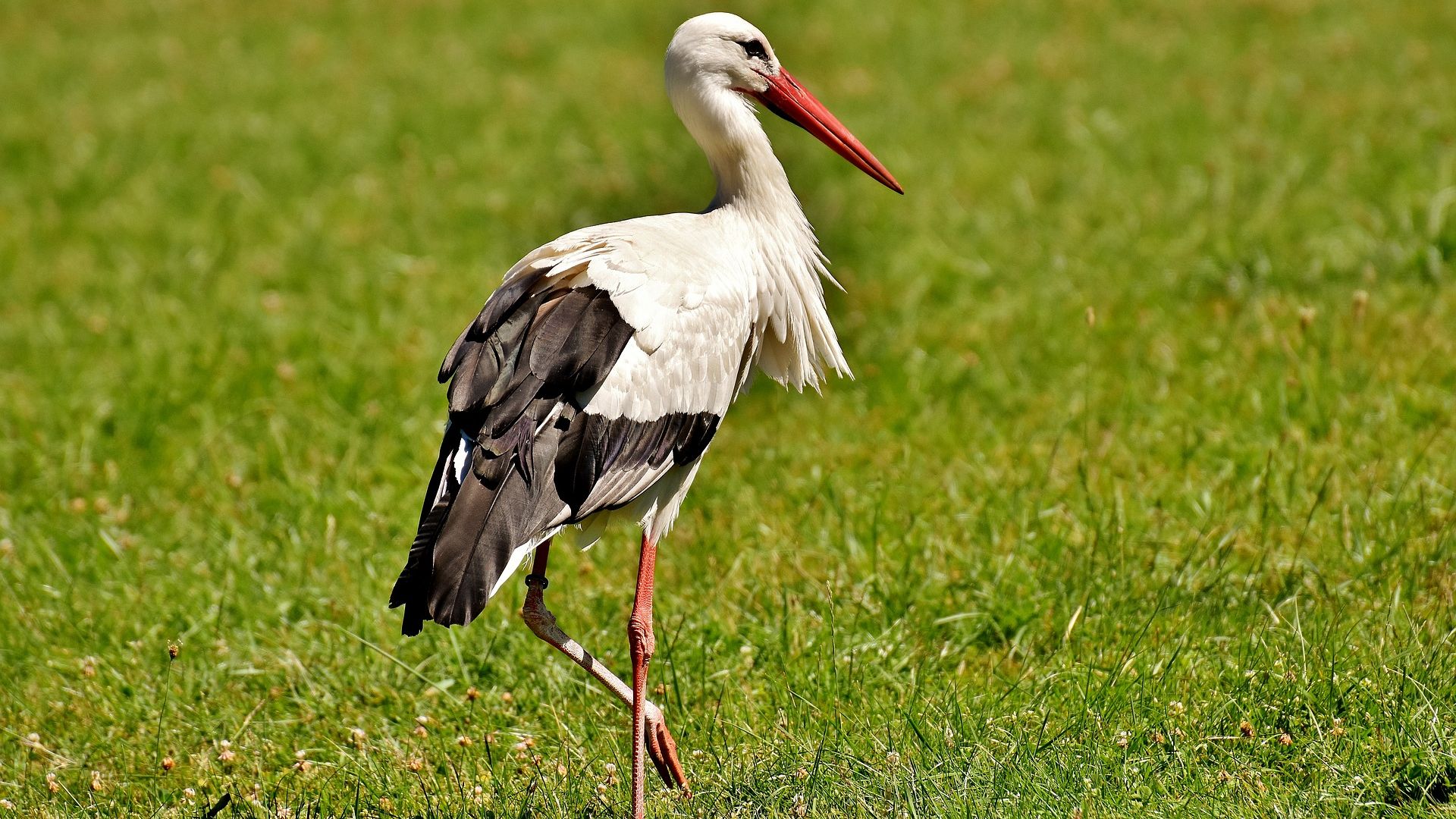 Wallpaper Stork, white bird, standing on one leg