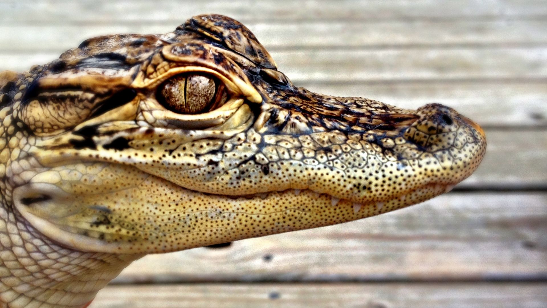 Wallpaper Alligator muzzle, zoo, animal