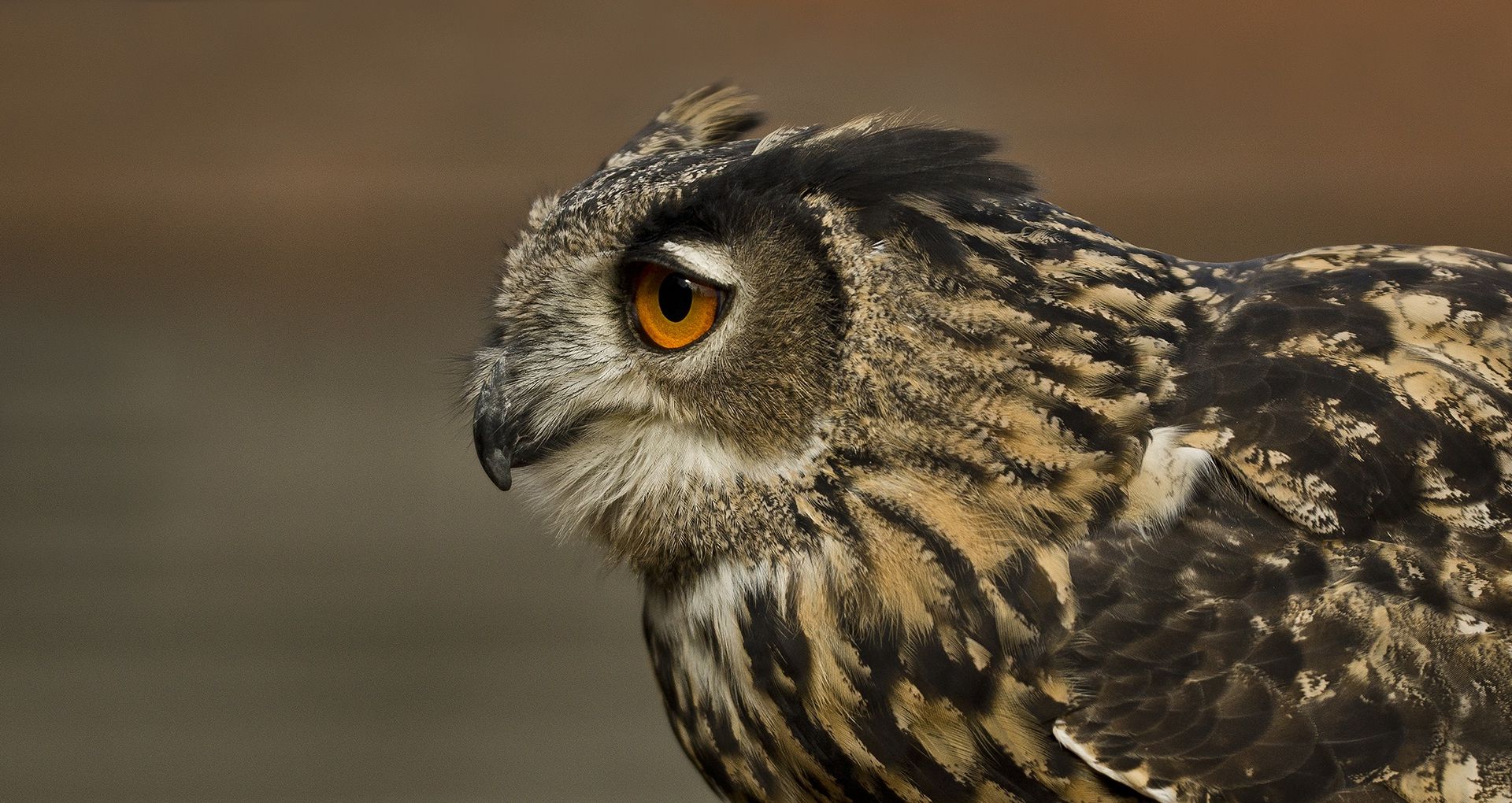 Wallpaper Owl, bird, predator