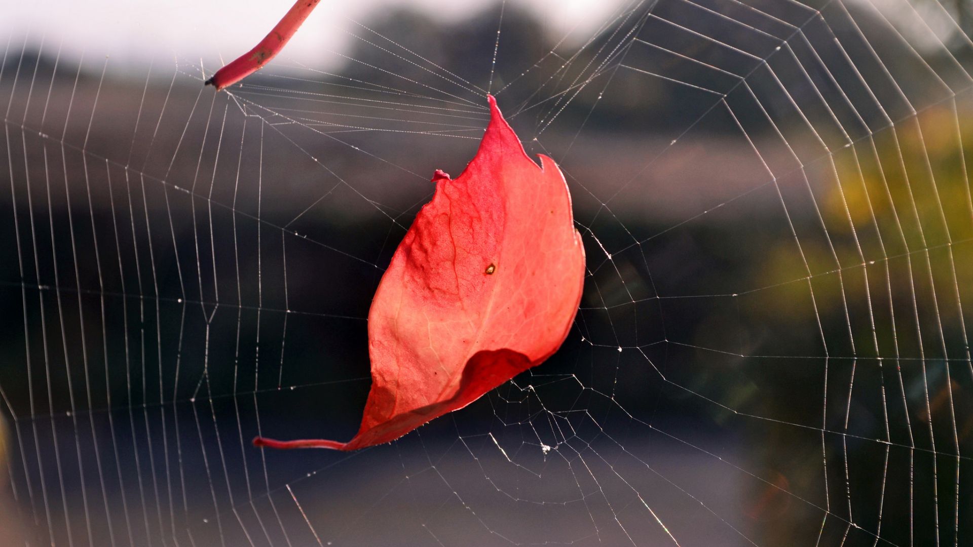 Wallpaper Spider web, leaf, close up