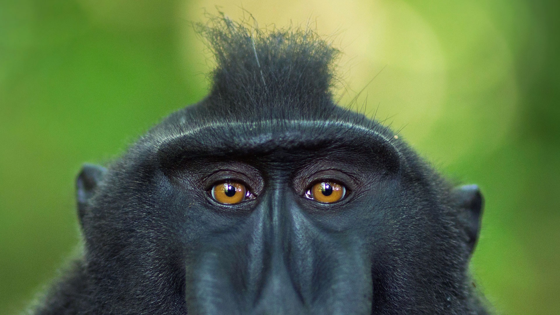 Wallpaper Monkey, ape, muzzle, stare