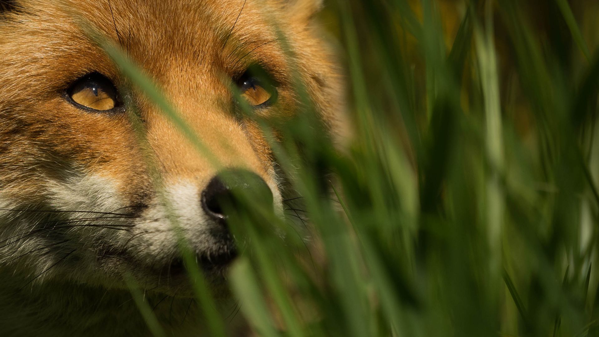 Wallpaper Red fox muzzle, animal