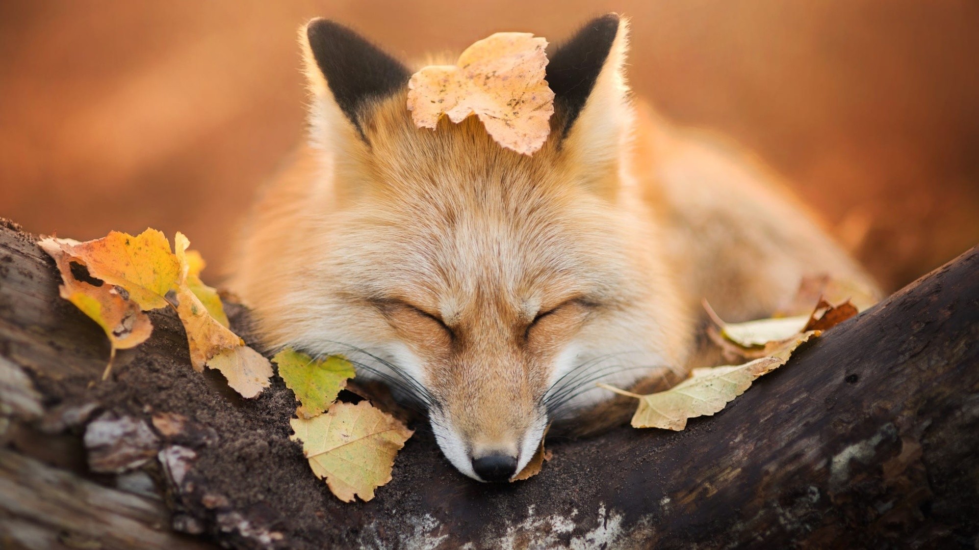 Wallpaper Autumn, leaves, fox muzzle, sleeping