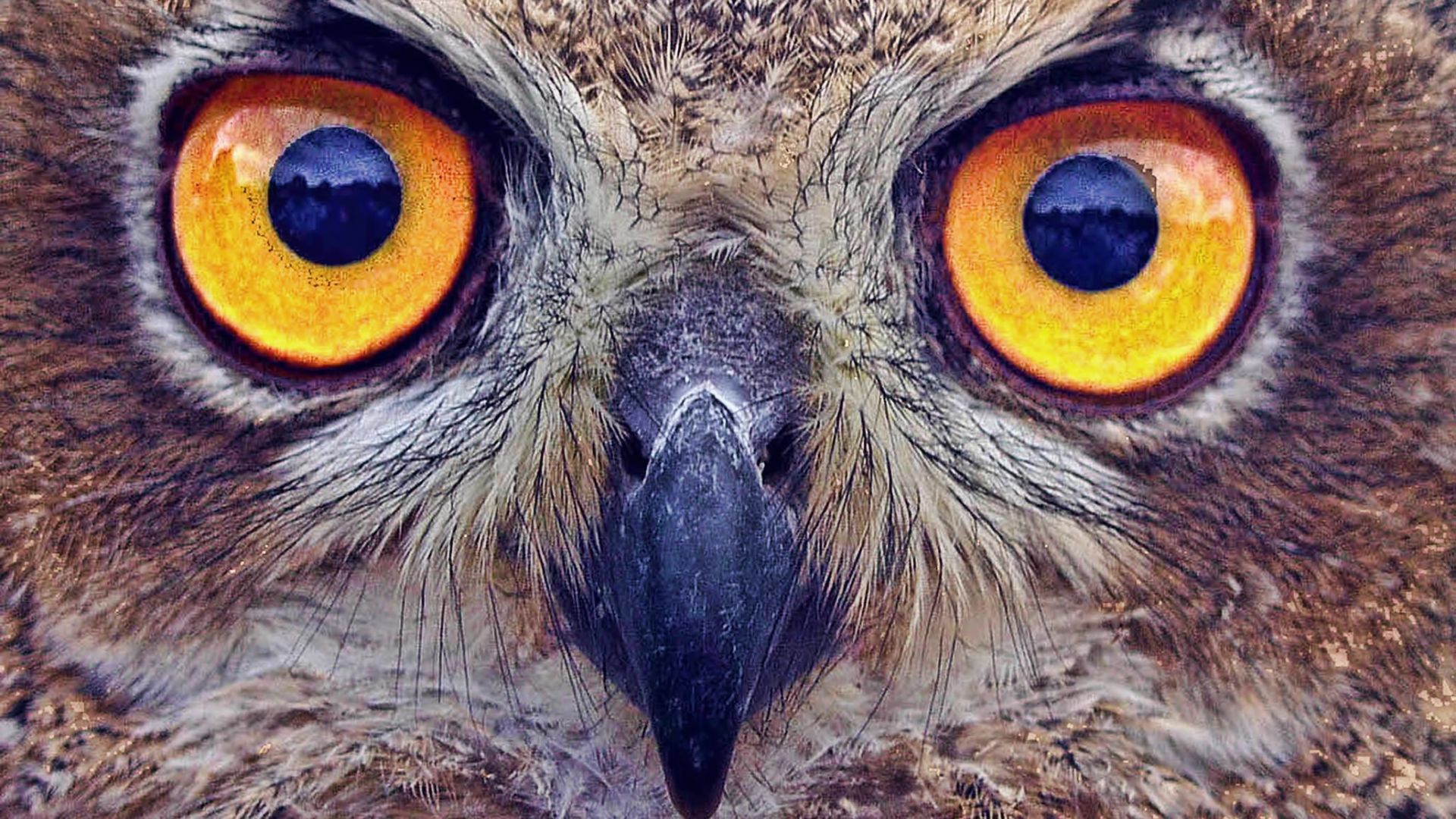 Desktop Wallpaper Owl Eyes, Stare, Yellow, Hd Image, Picture, Background,  Txchal