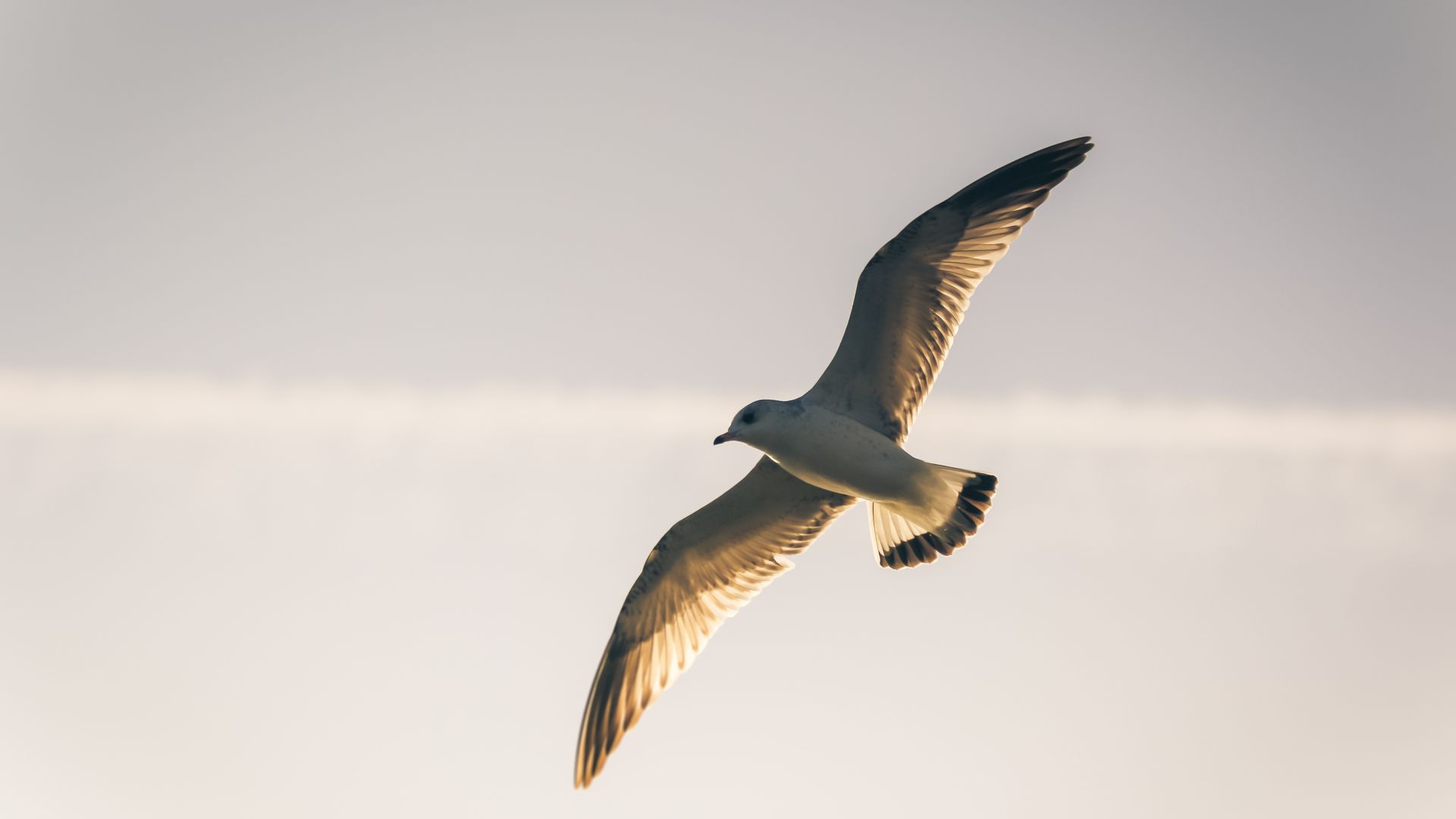 Wallpaper Seagull flying bird