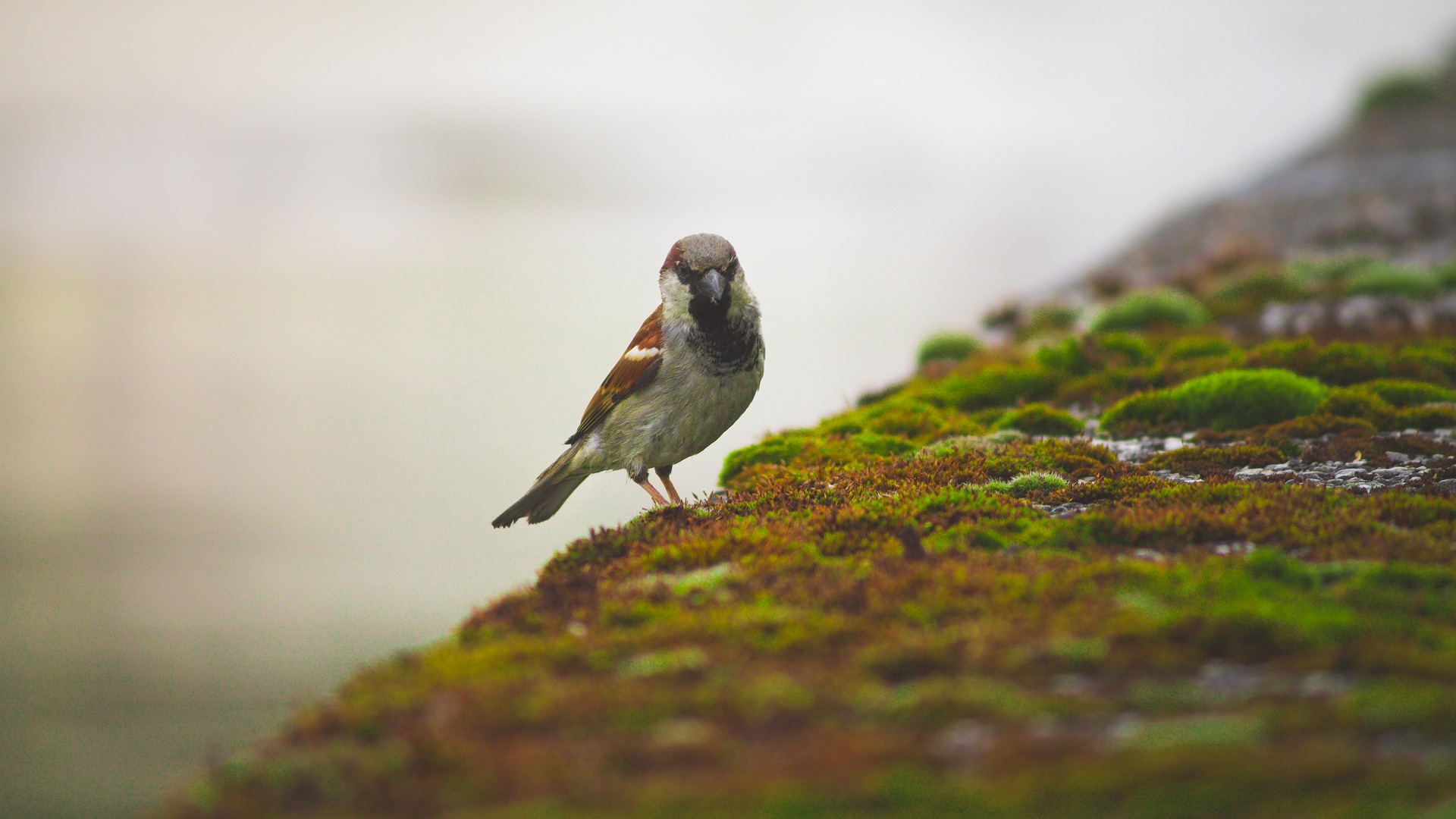Wallpaper Sparrow, bird, moss