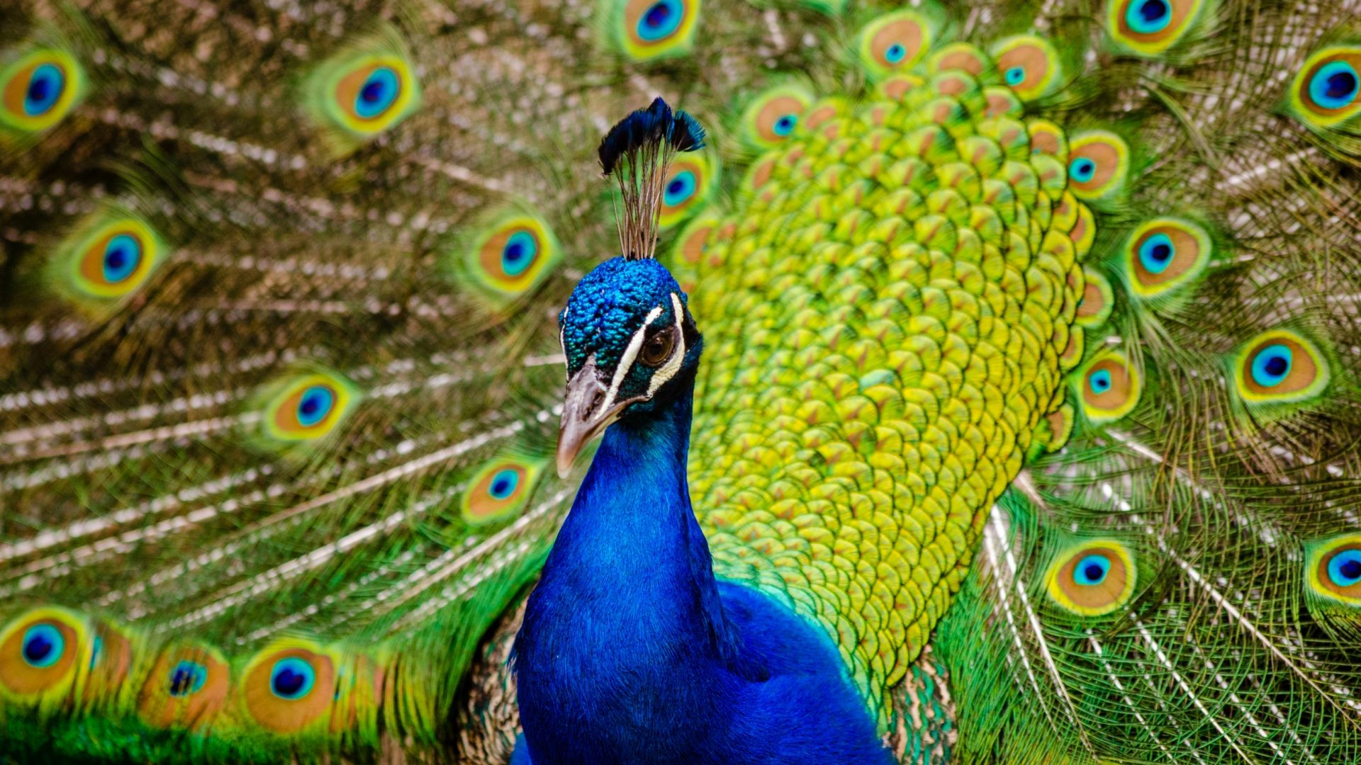 Wallpaper Peacock bird, dance, colorful feathers