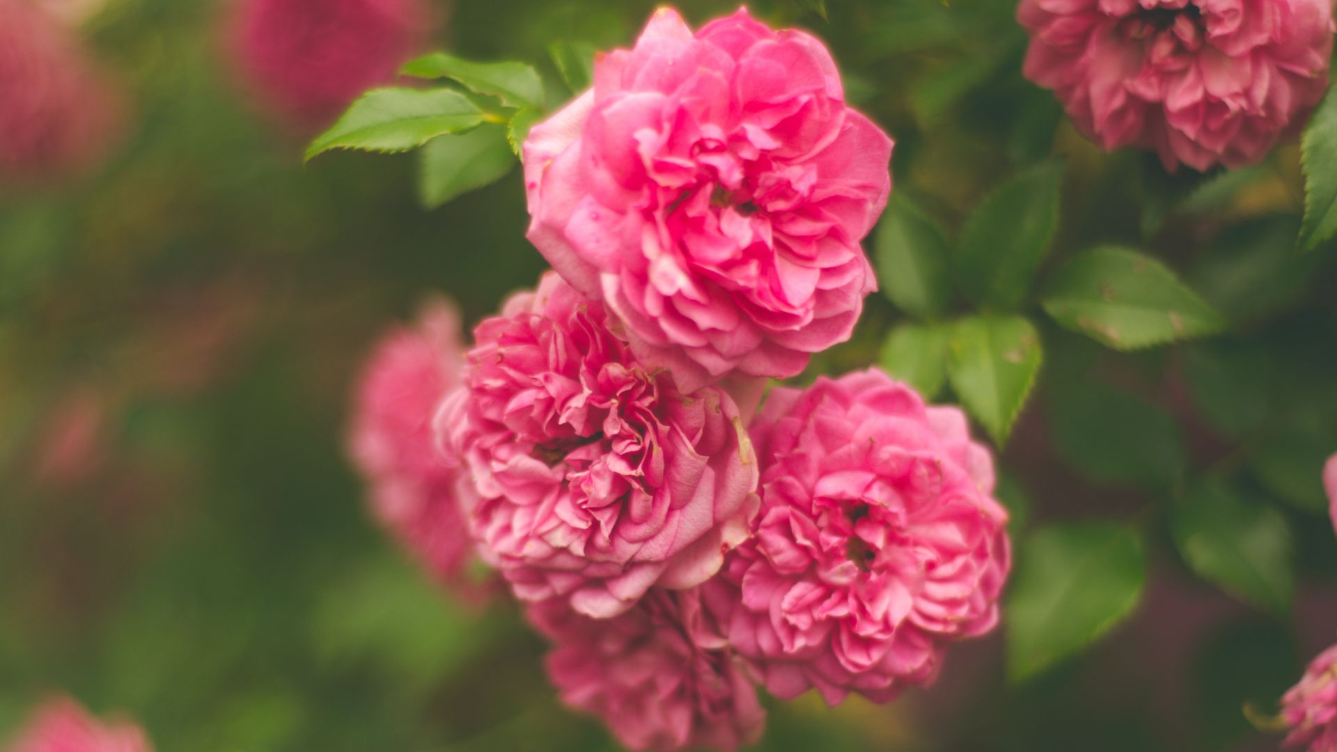 Wallpaper Rose pink flower bush