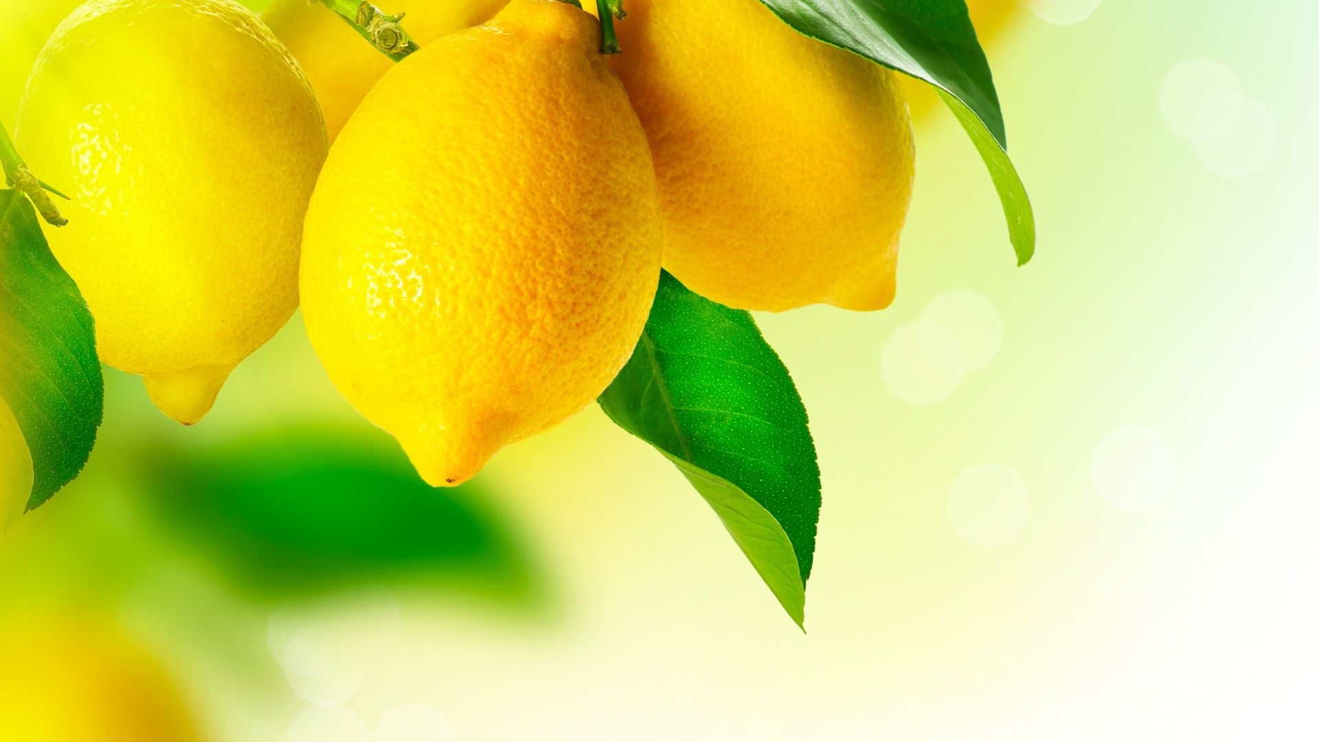 Wallpaper Lemon fruits on branch