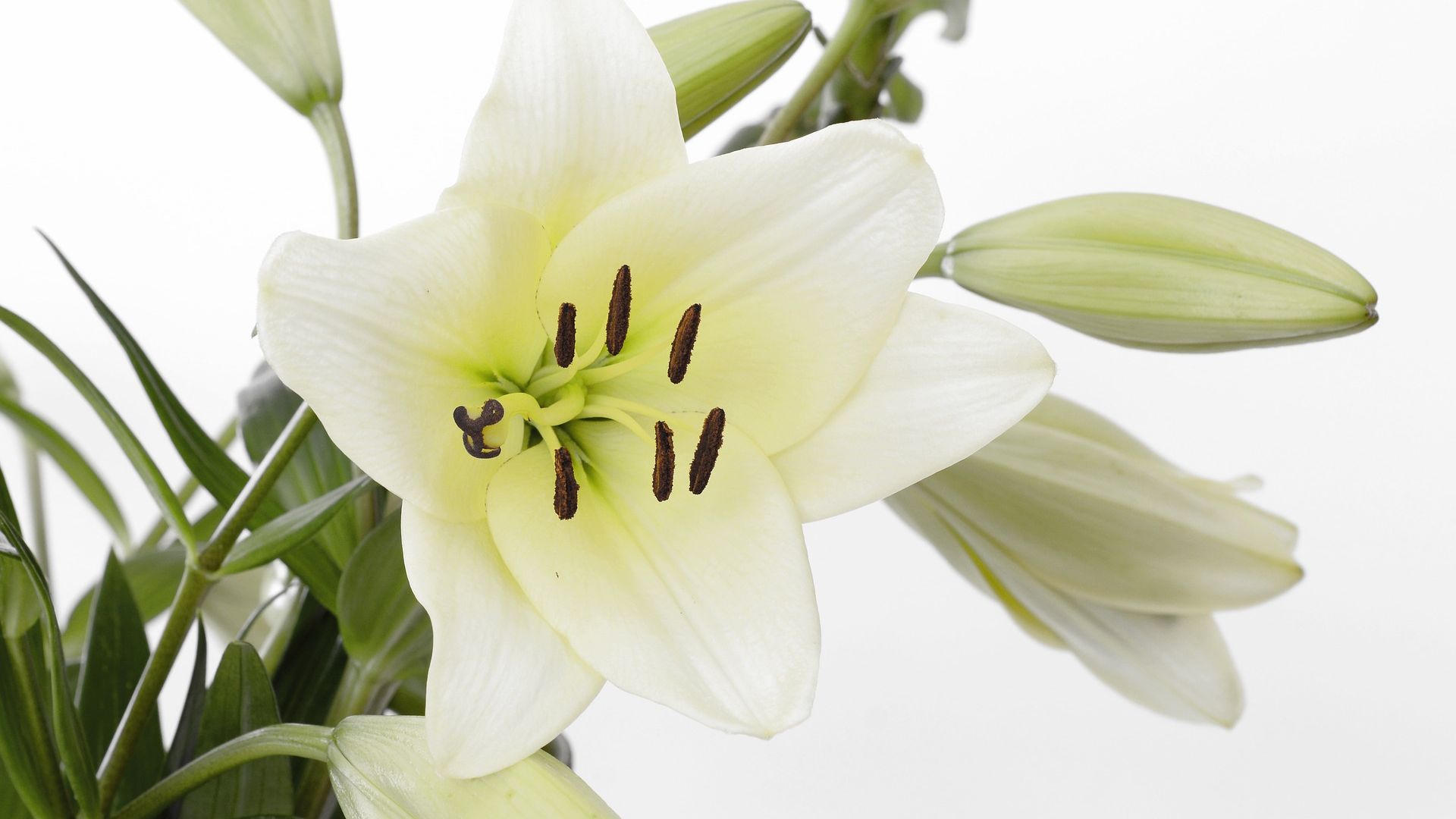 Wallpaper Lily, blossom, white flower