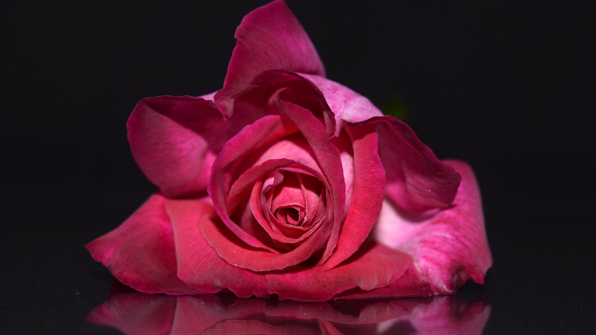 Wallpaper Pink rose, close up