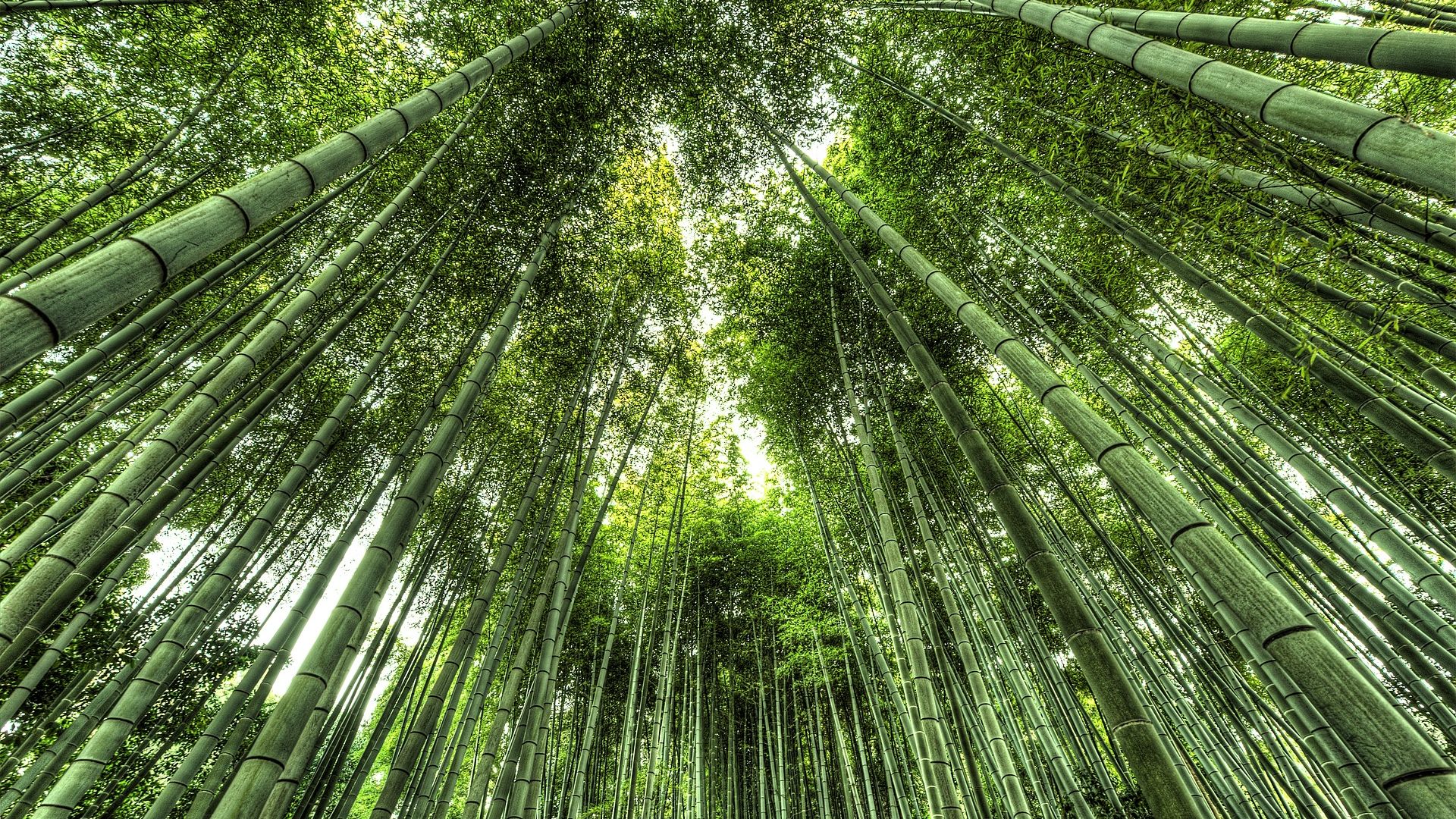 Wallpaper Japan bamboo forest, tree