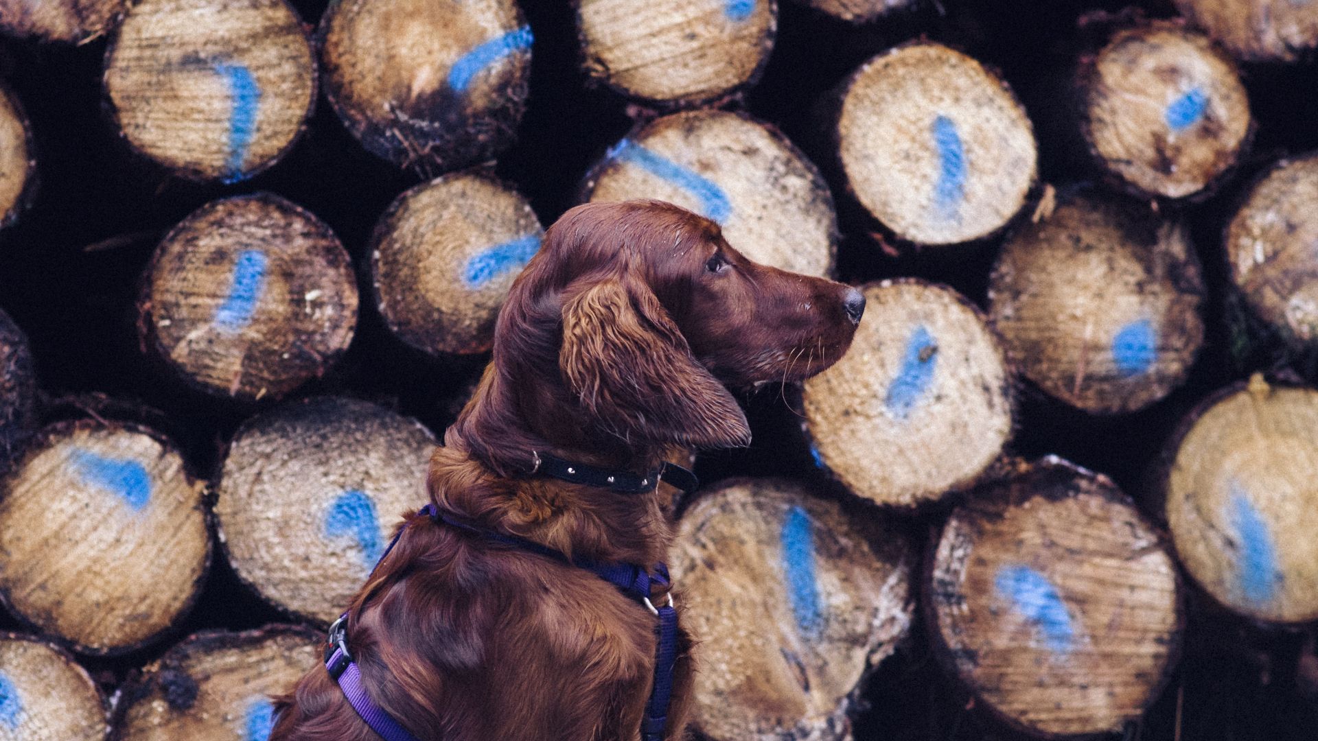 Wallpaper Dog retriever leash logs wallpaper