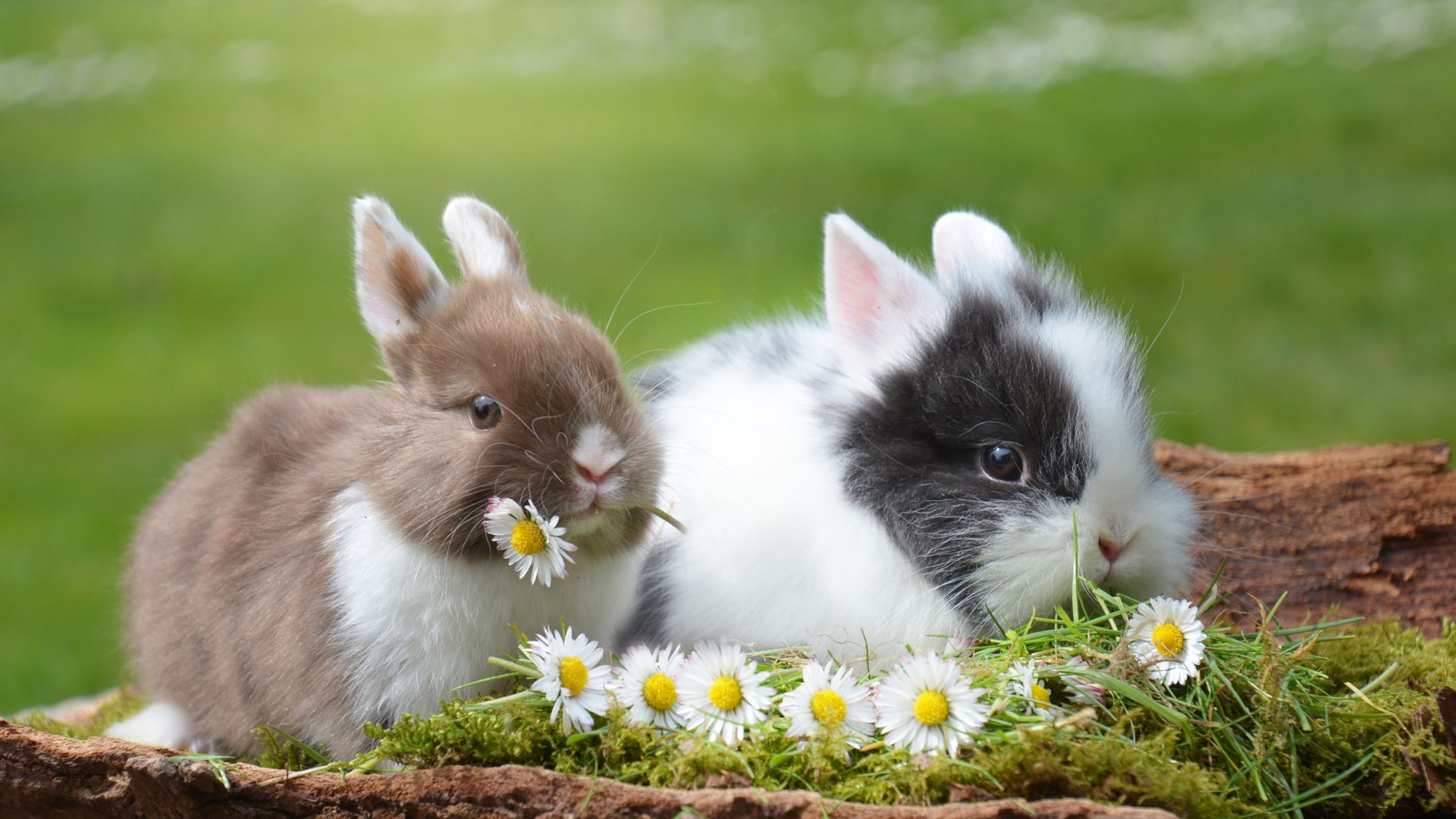Wallpaper Cute, small animals, rabbits, bunny, hare