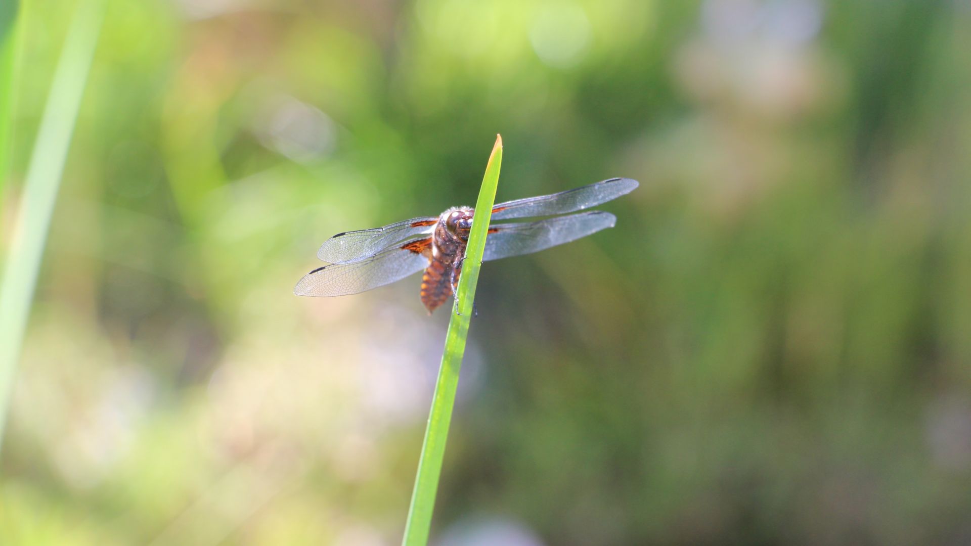 Wallpaper Dragonfly, bokeh, blur, insect