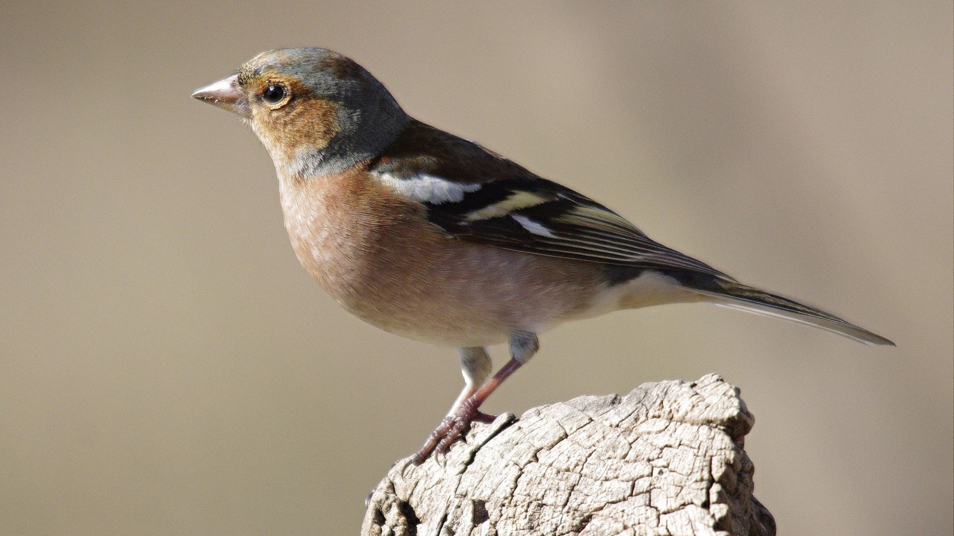 Wallpaper Sparrow, Small, cute bird