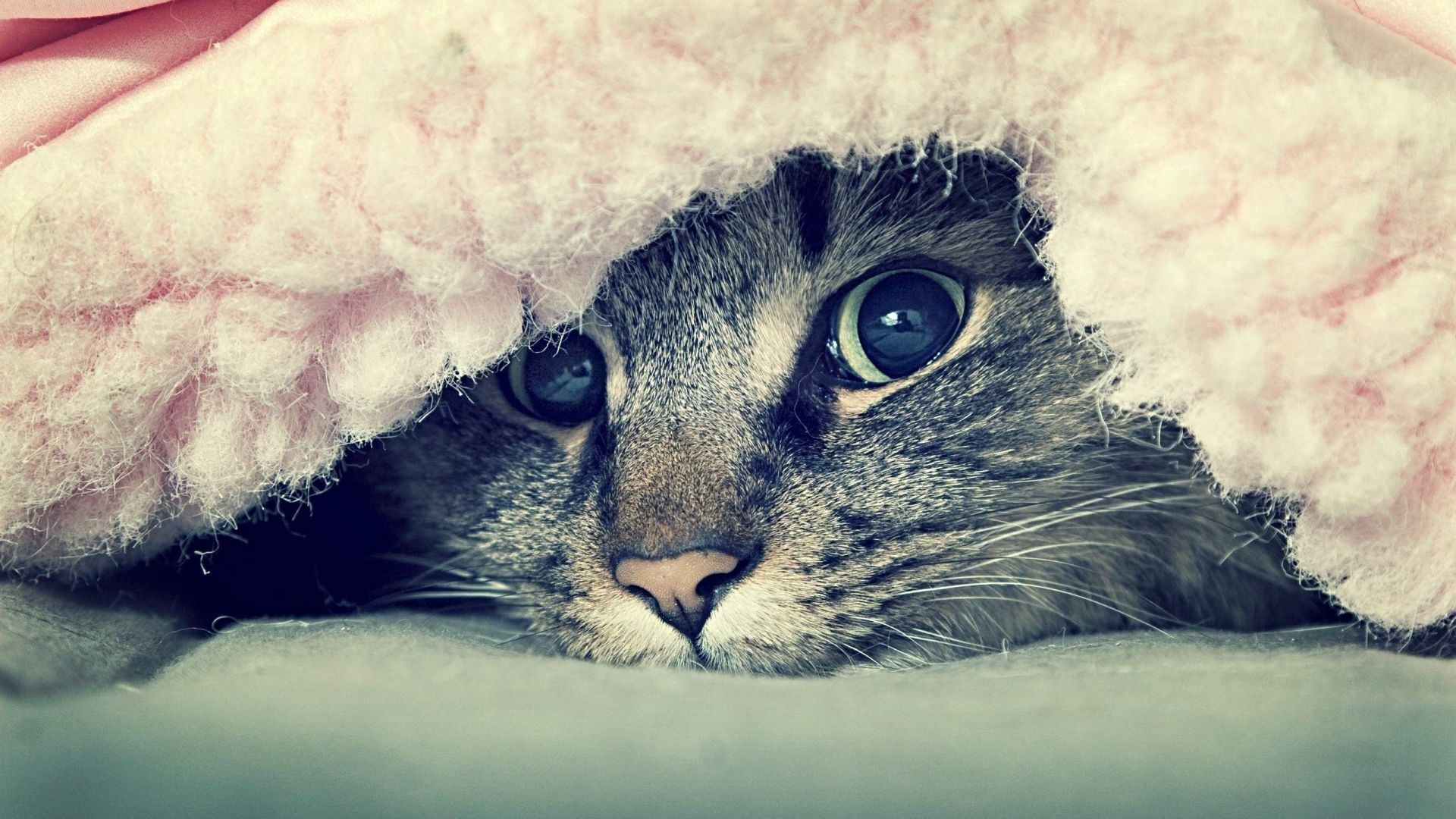 Wallpaper Cat in bed cute