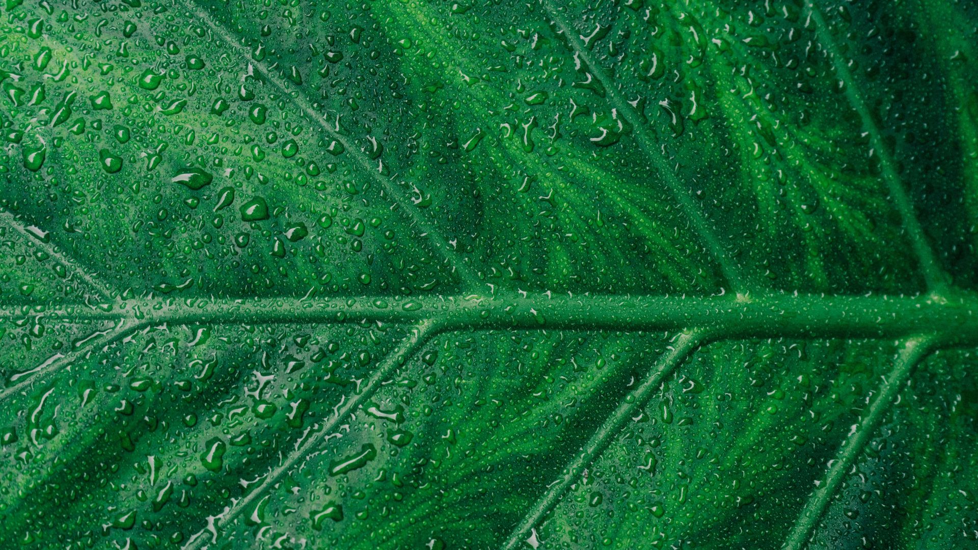 Wallpaper Leaf, veins, drops, close up