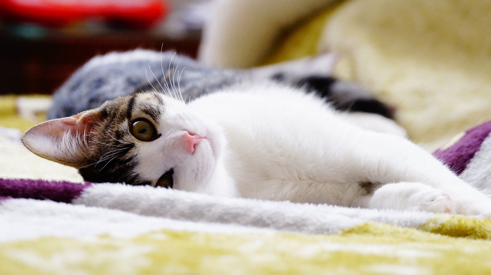 Wallpaper Cat, kitten in bed