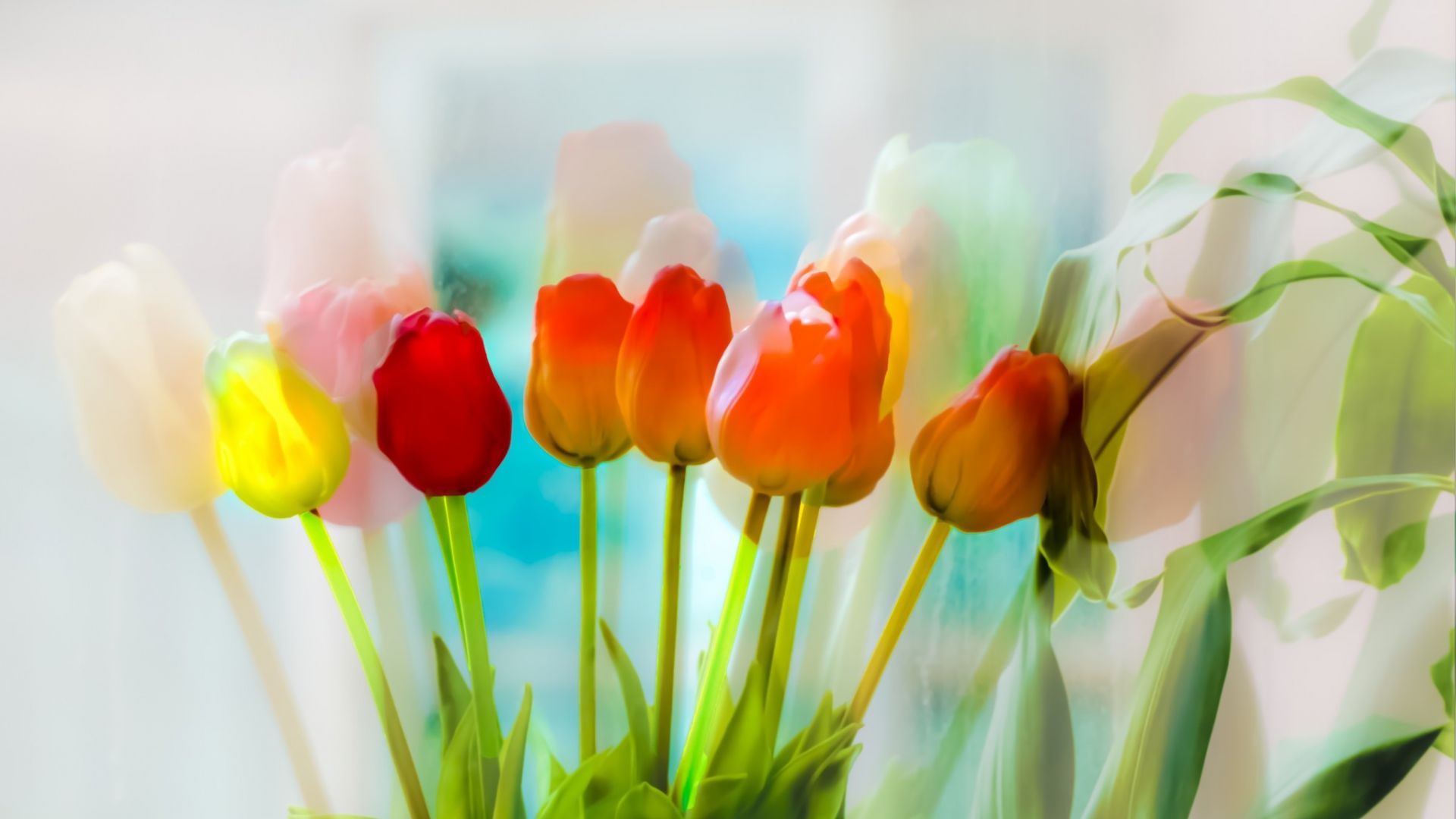 Wallpaper Colorful tulips flowers, art