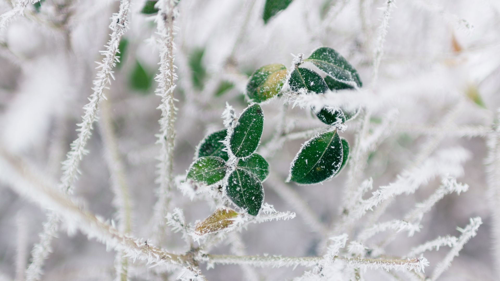 Wallpaper Tree Branch, frost, winter, leaves