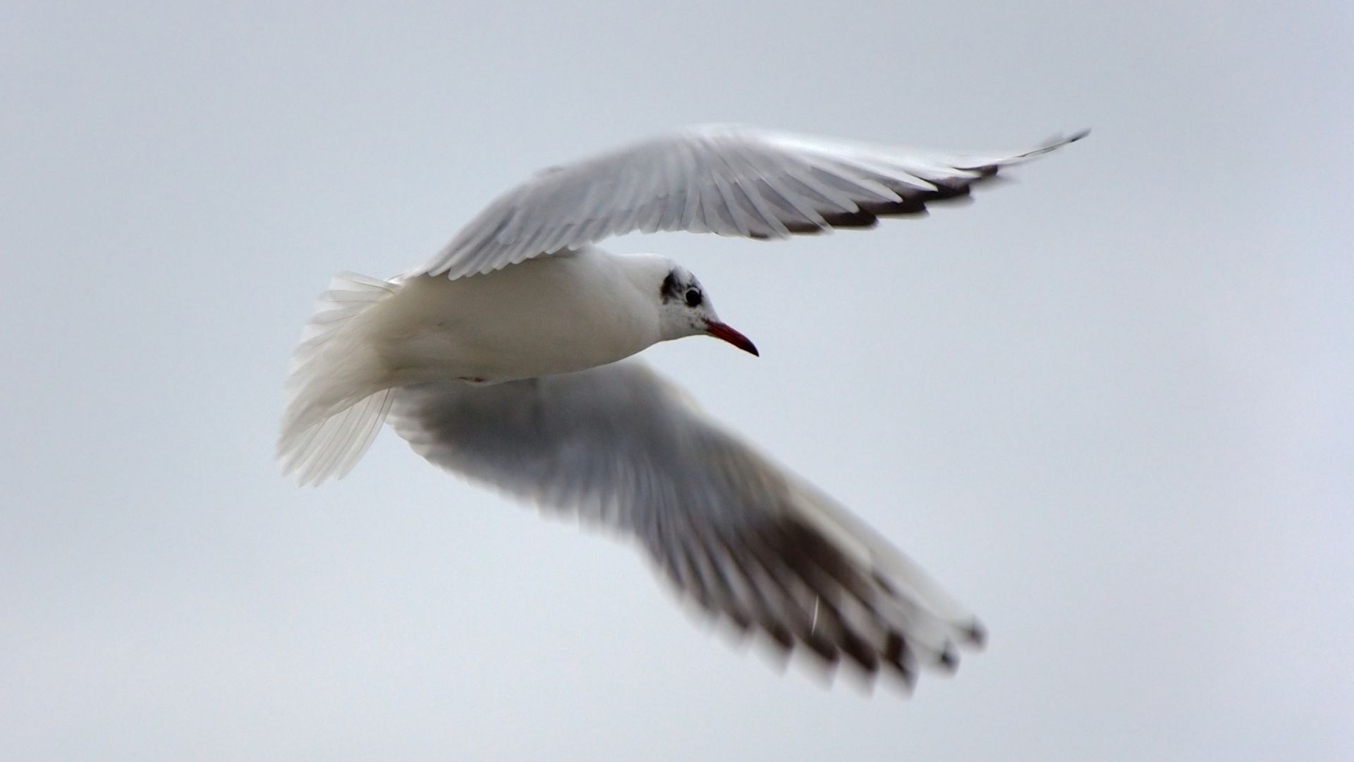 Wallpaper Seagull, flying, white bird, wings