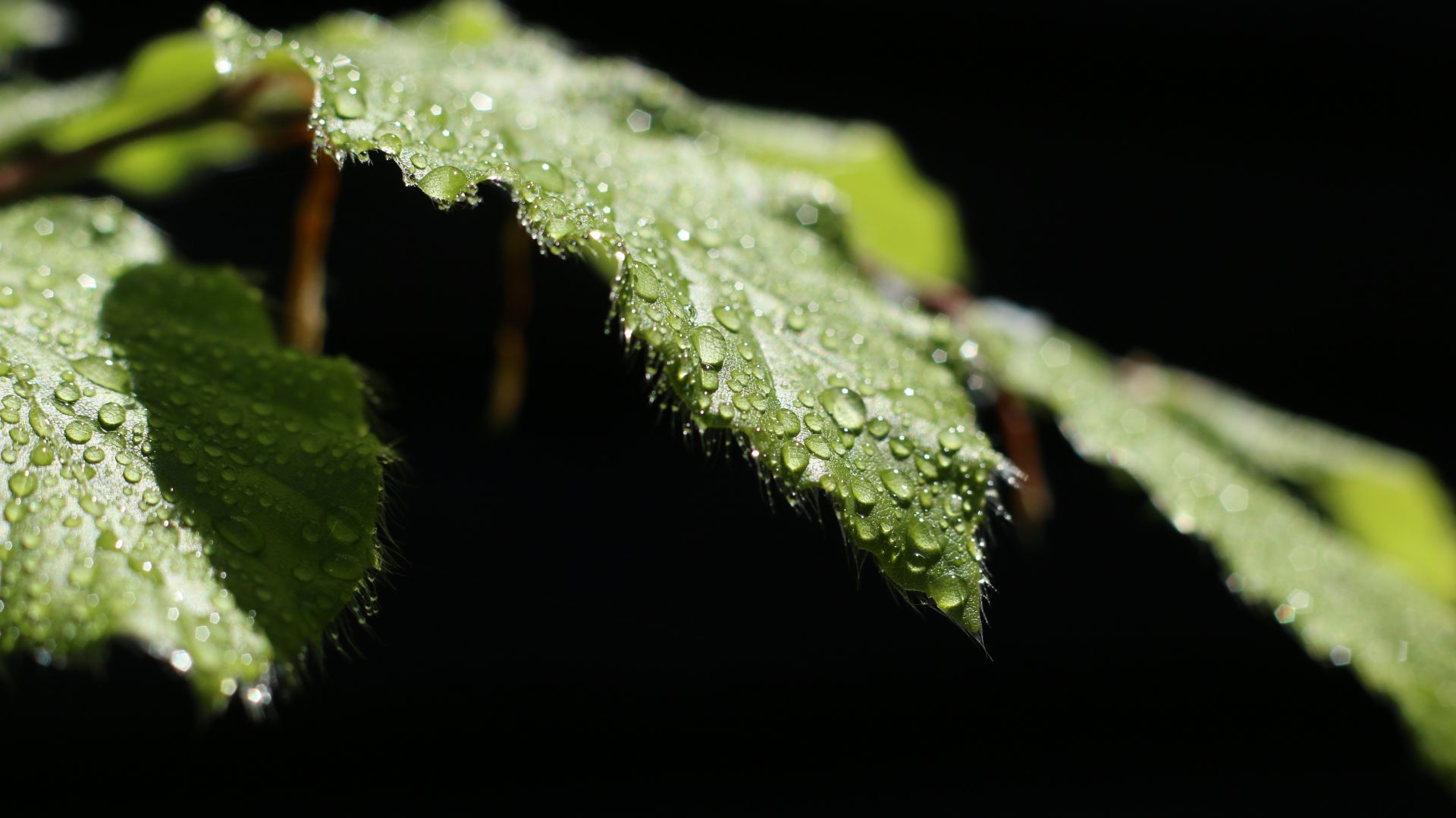 Wallpaper Green leaves, close up, drops