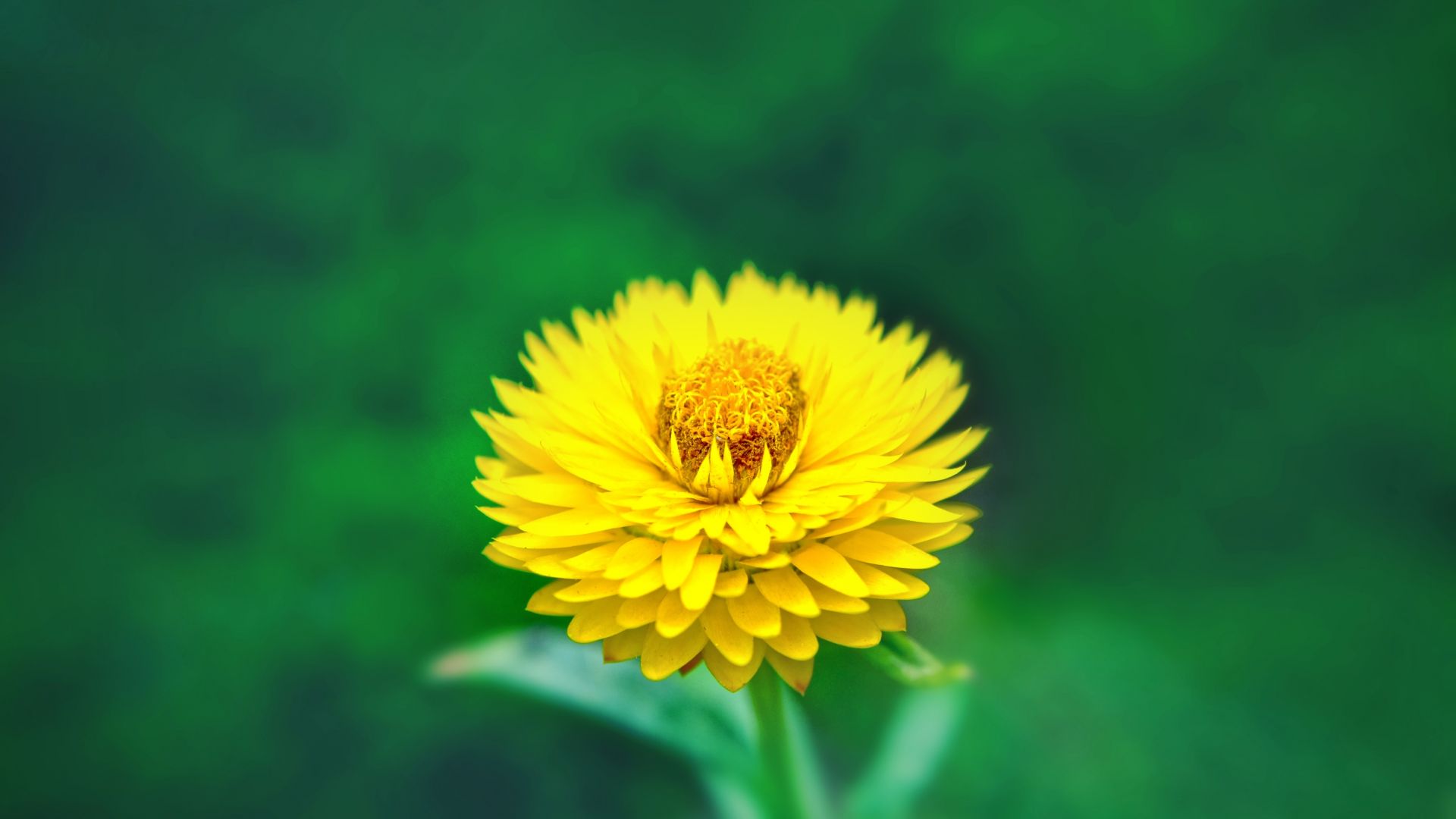 Wallpaper Flower, close up, yellow flower