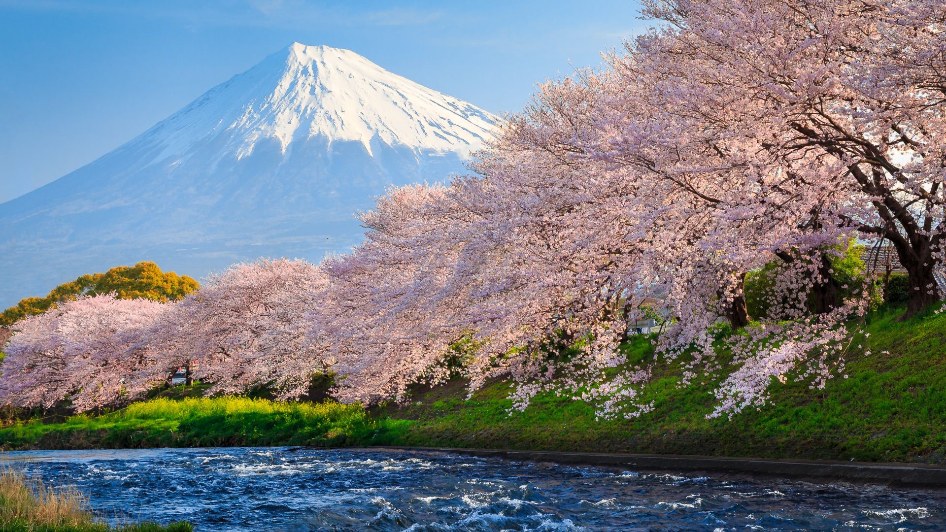 Wallpaper Sakura River japan