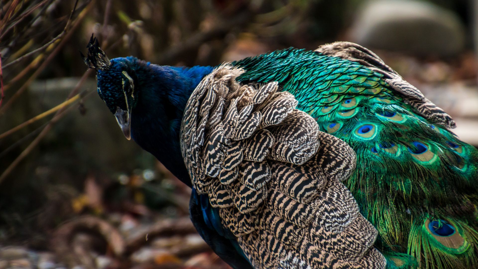 Wallpaper Peacock, beautiful, bird, feathers, plumage, 5k