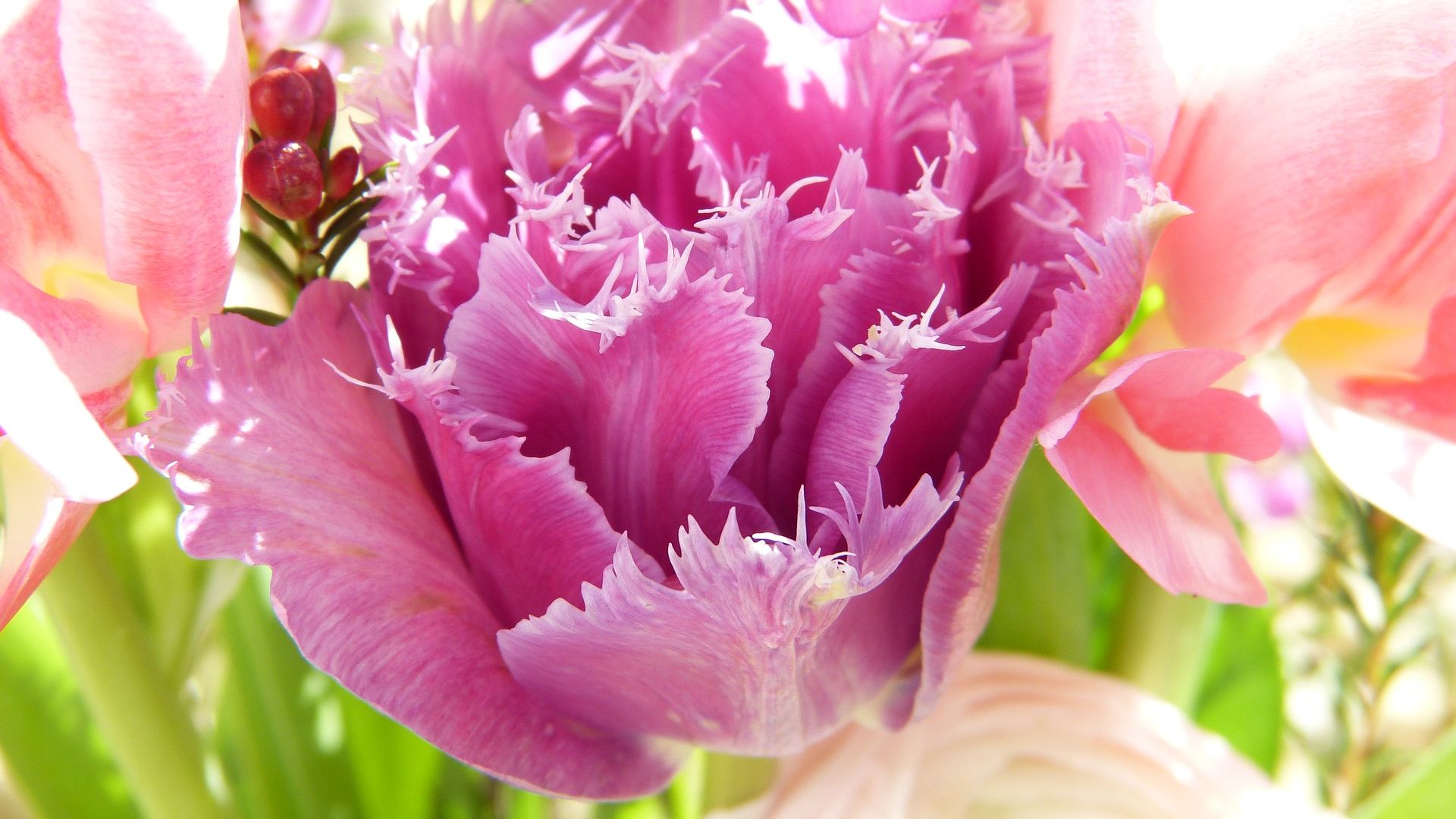 Wallpaper Tulips flowers, pink petals