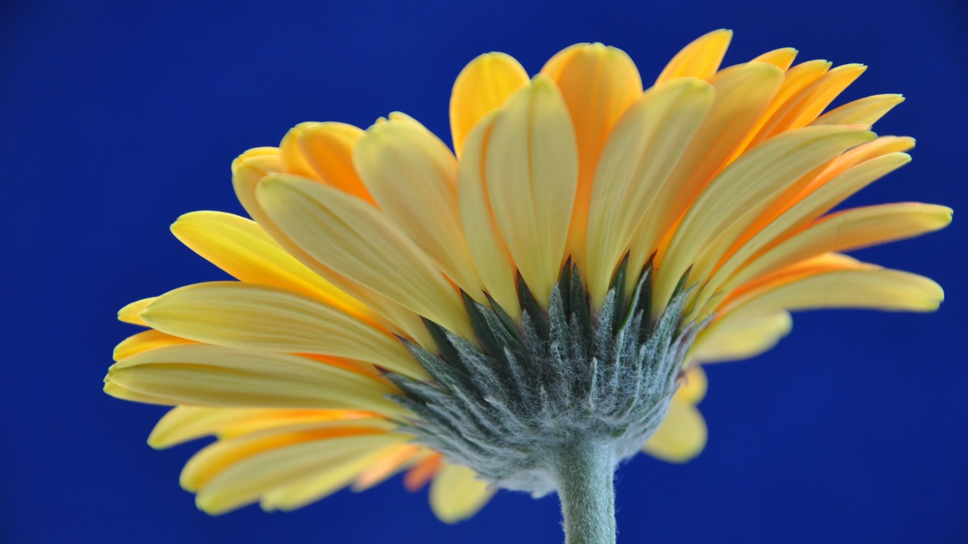 Wallpaper Gerbera, yellow daisy, flower, close up, petals