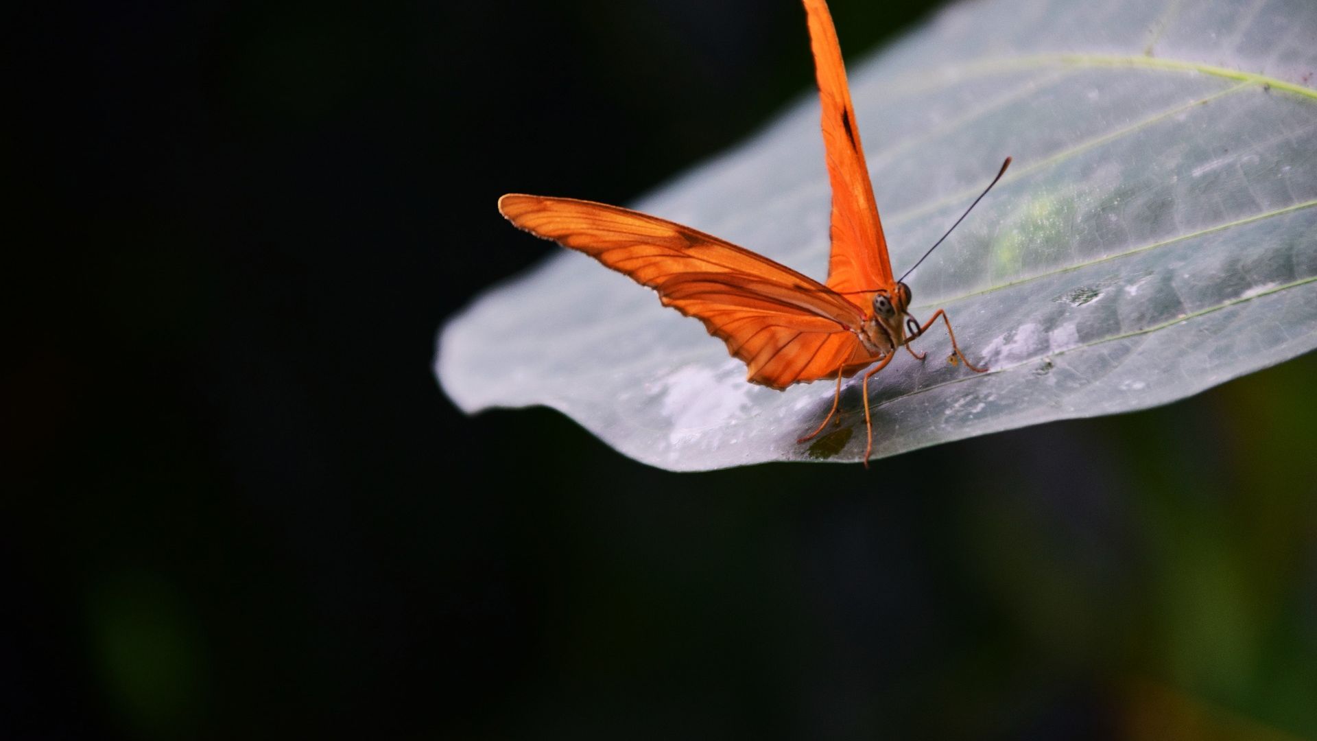 Wallpaper Orange butter fly, insect, leaf