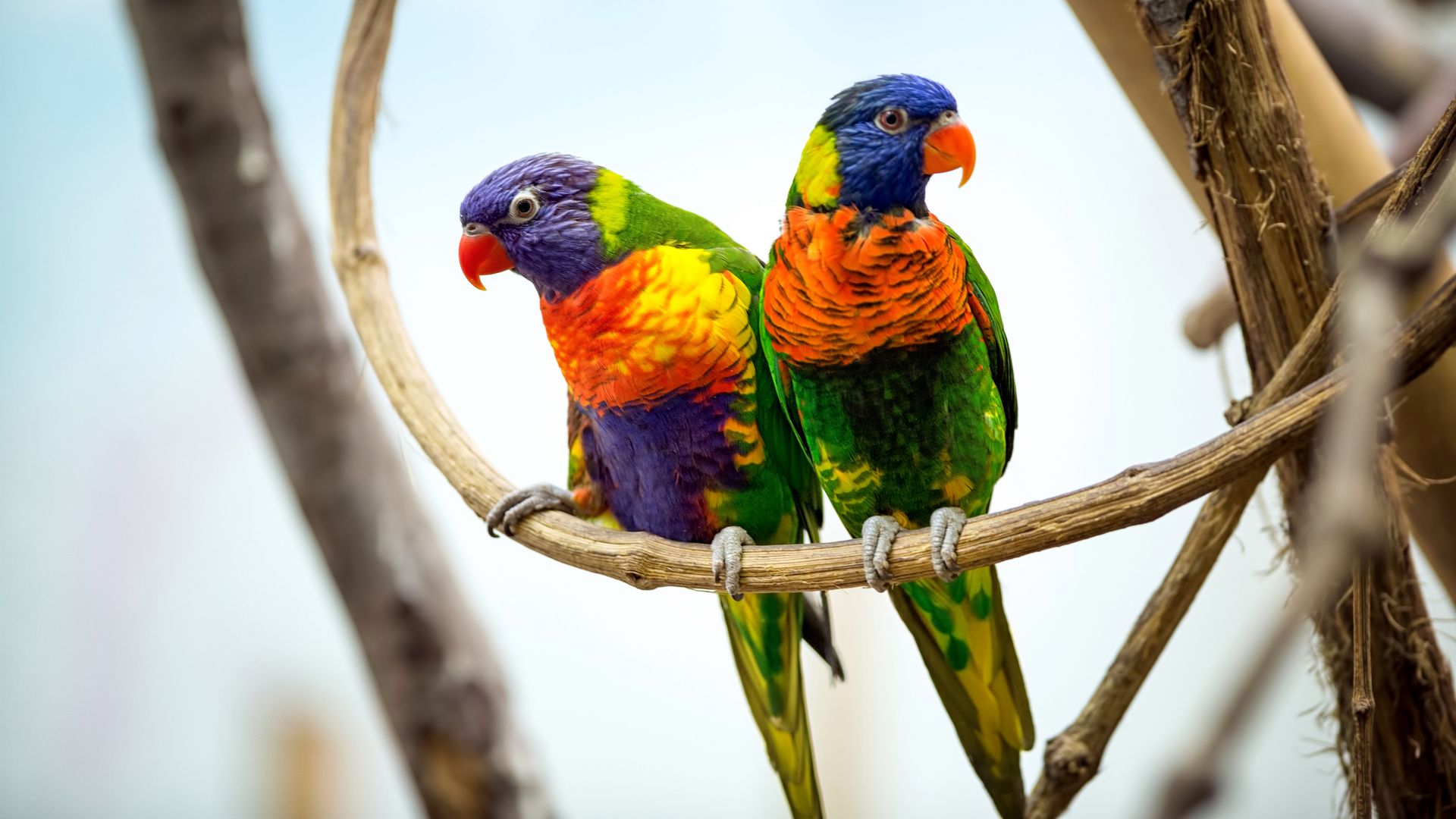 Desktop Wallpaper Parrot Pair, Colorful Bird, Sitting, 4k, Hd Image,  Picture, Background, Uj7hsy