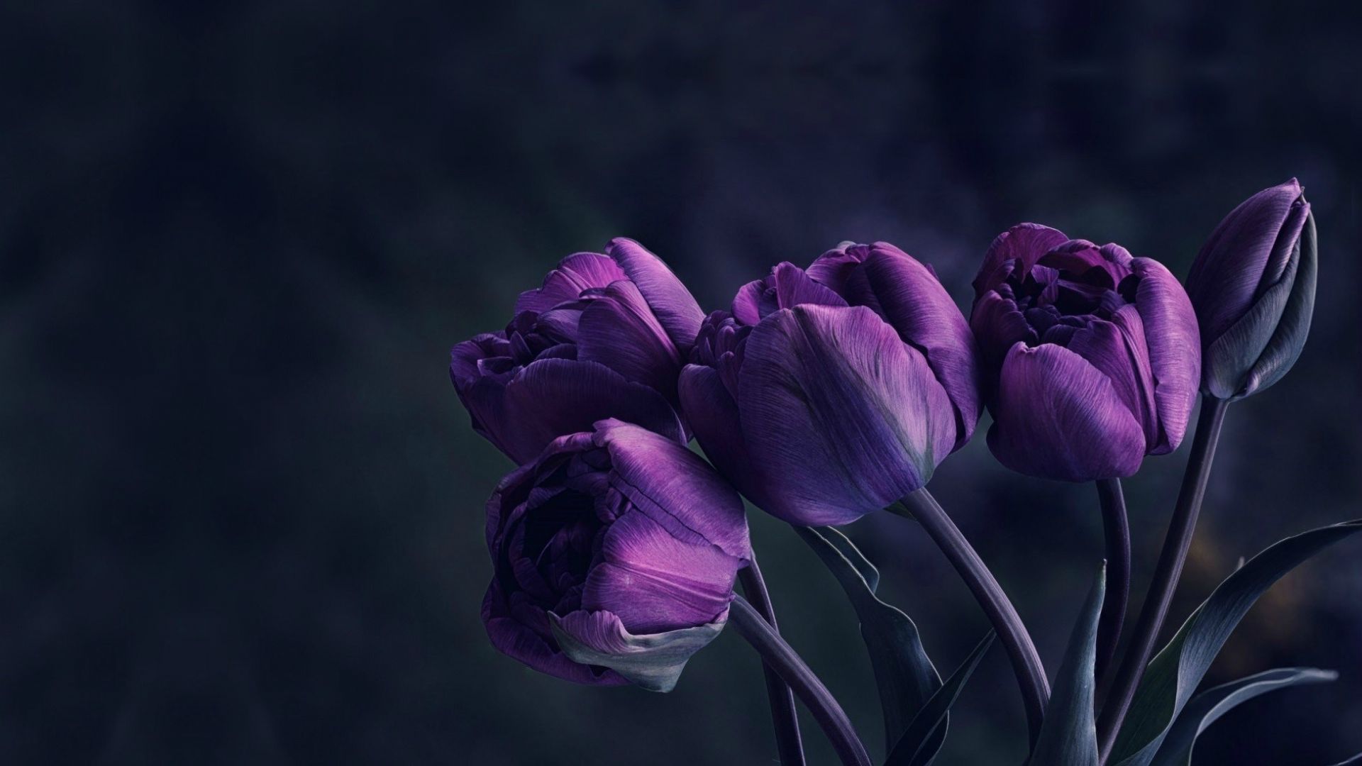 Desktop Wallpaper Purple Tulip, Buds, Flowers, Hd Image, Picture,  Background, Ujteyb
