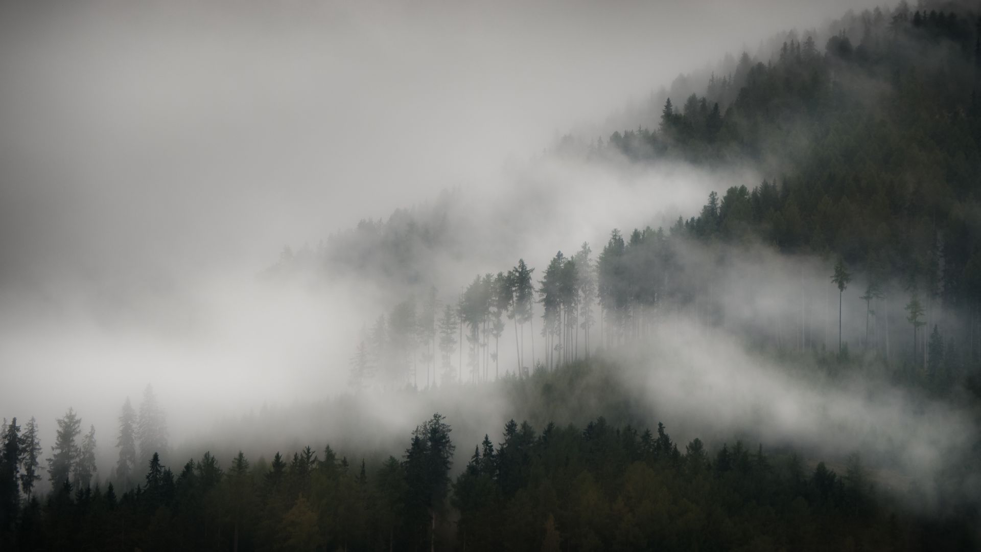 Wallpaper Mist, fog, forest, tree, nature