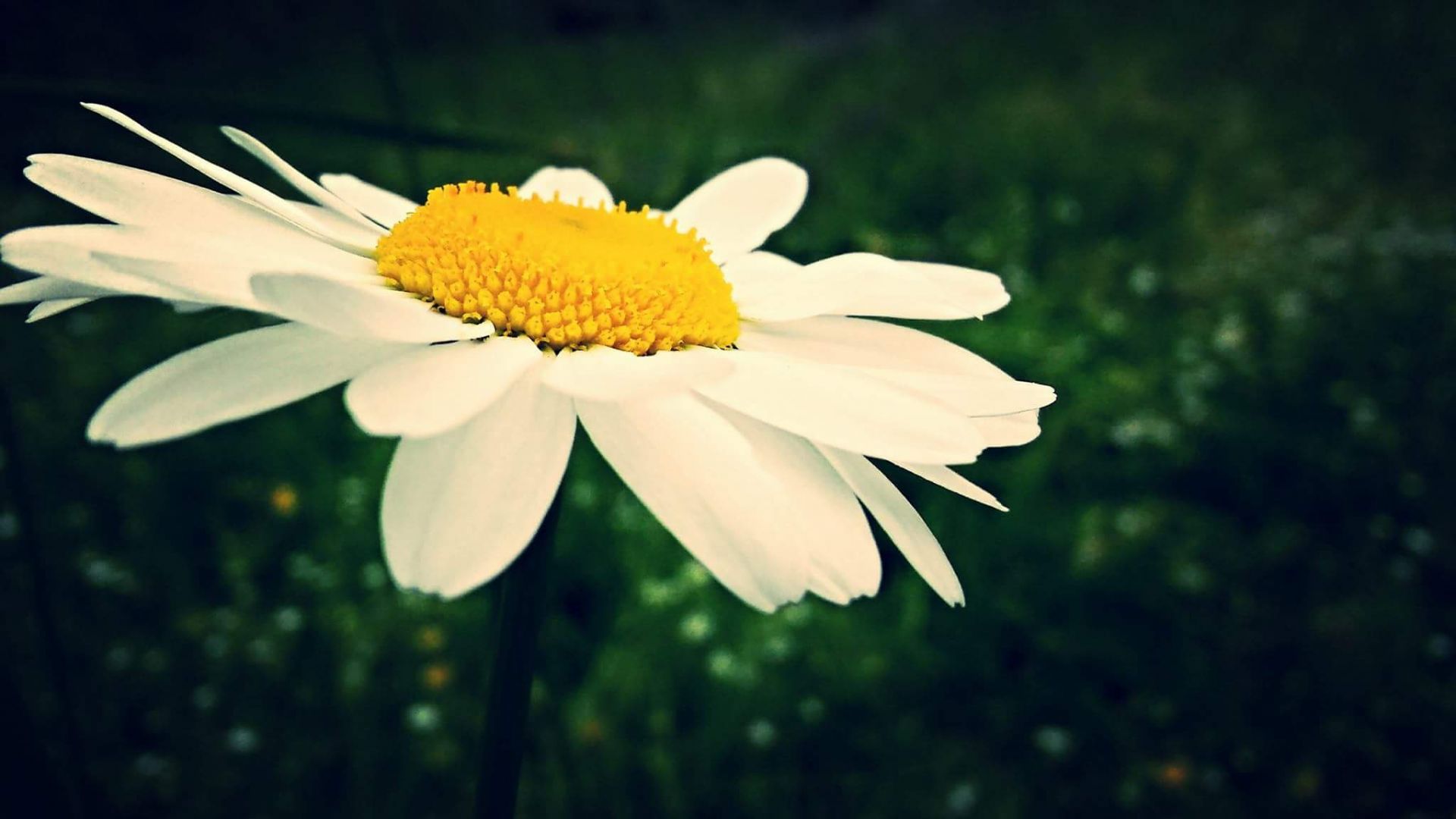 Wallpaper Daisy flower, close up, blur, white flower