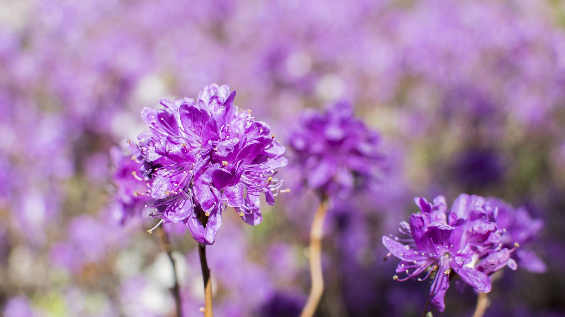 Wallpaper Flowers, spring, purple floral, blur