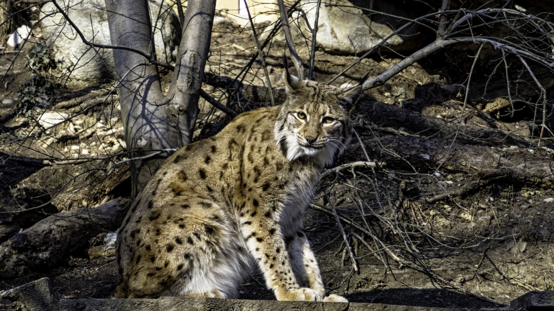 Wallpaper Lynx cat, wild animal