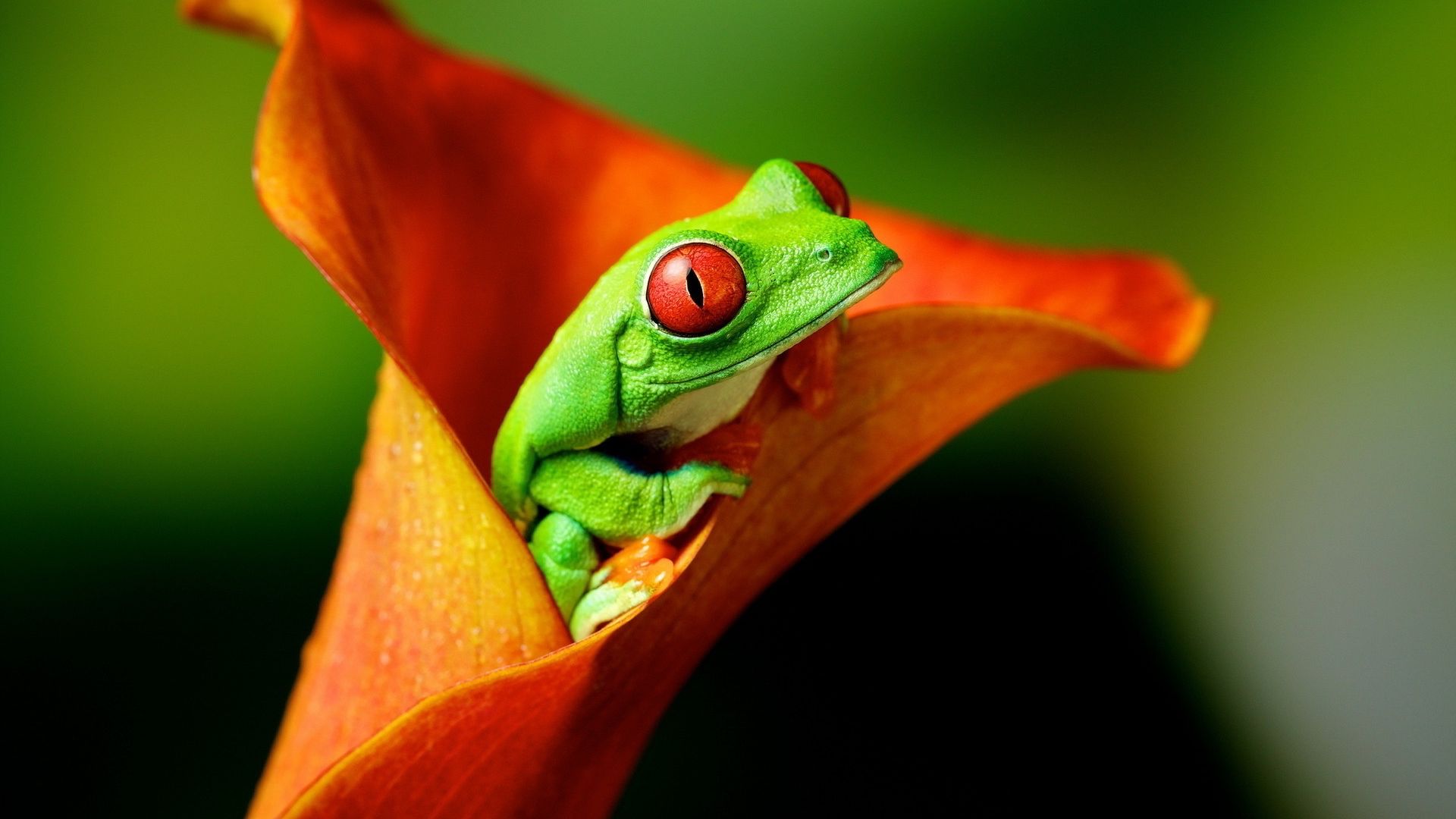Wallpaper Red eyed frog, animal, flower