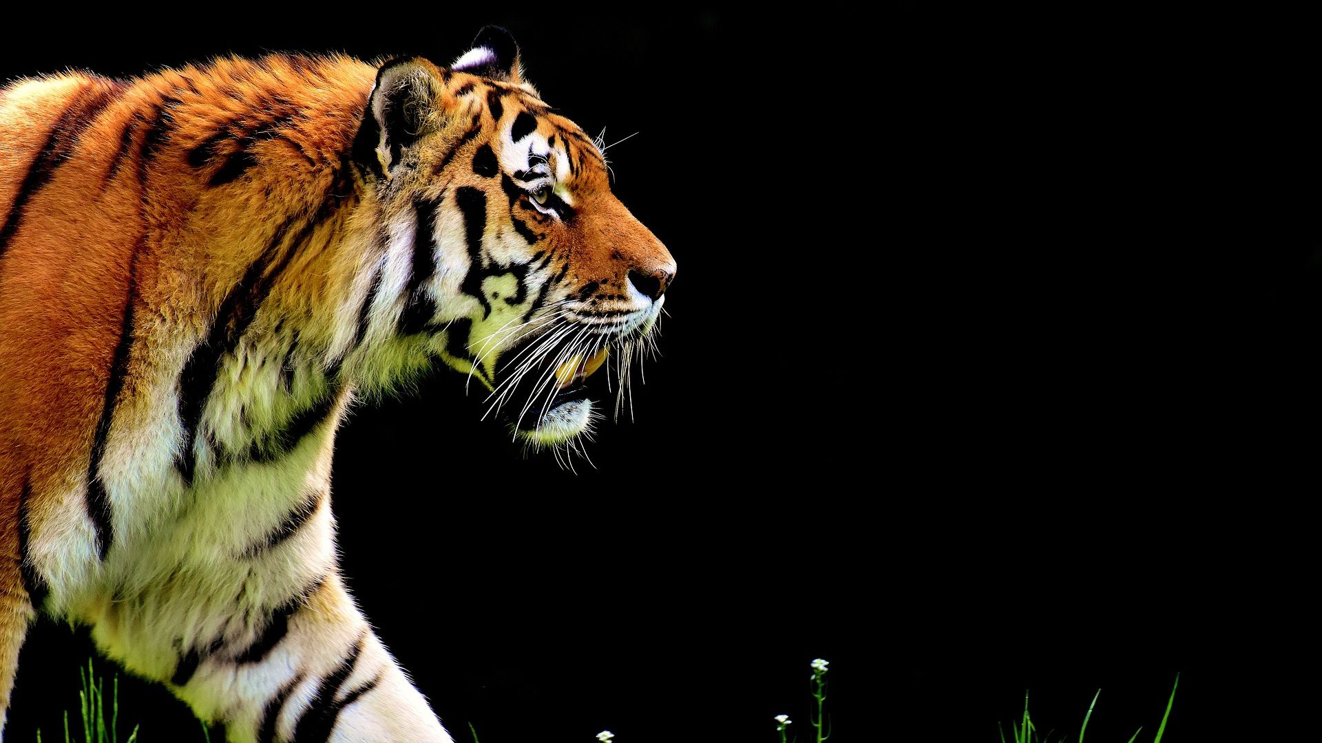 Wallpaper Tiger, predator, animal, walk