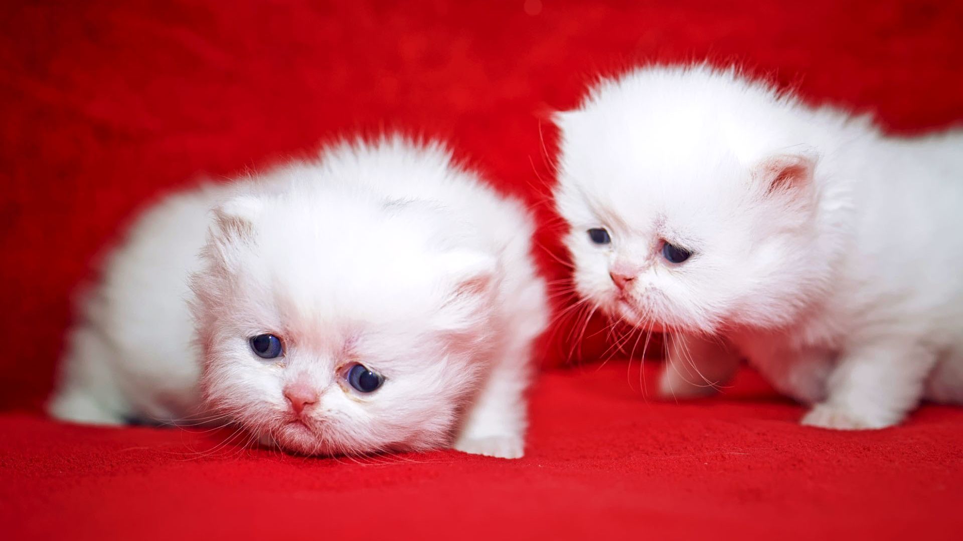 Desktop Wallpaper Cute White Kittens, Hd Image, Picture, Background, Upm6s9