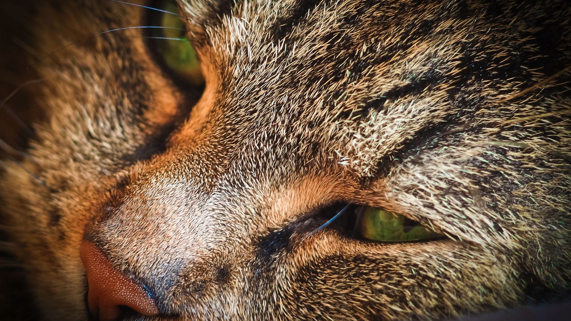 Wallpaper Spotted cat, muzzle, eyes