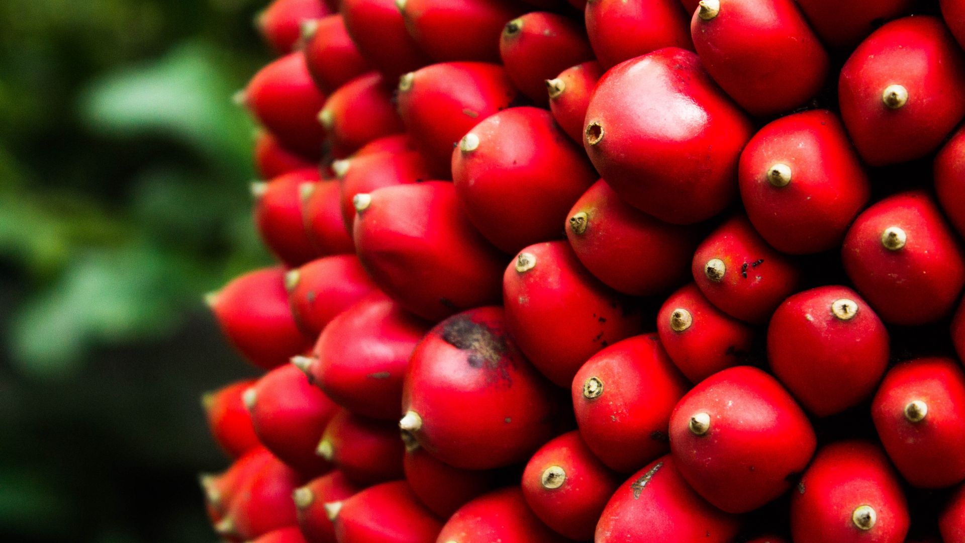Wallpaper Red fruits close up