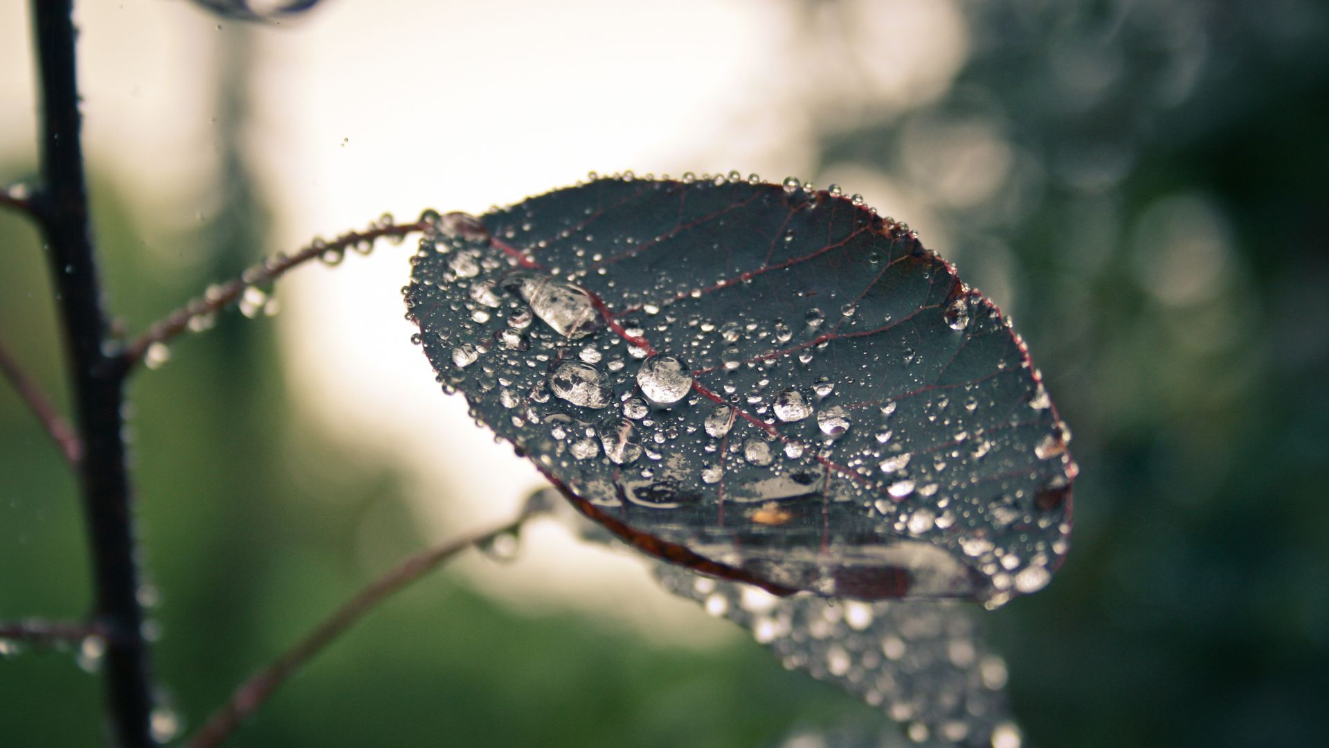 Wallpaper Leaf, water drop, drops, blur
